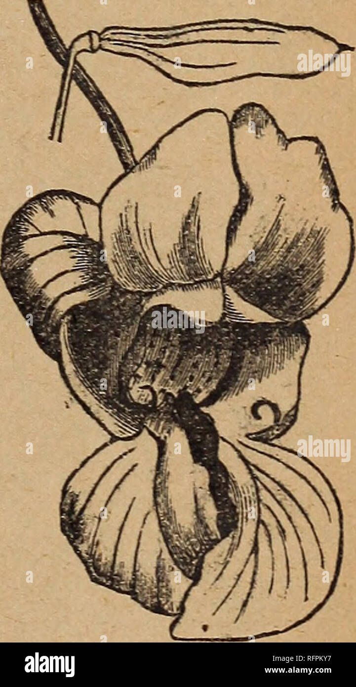 . Park's floral guide, 1896. Nursery stock Pennsylvania Catalogs; Flowers Seeds Catalogs. I Hibiscus Africanus, hardy annual, Africa,1826 I This is a hardy annual, that delights in a ight, warm soil, where it will grow two ieet high, bearing attractive cream-col- ored flowers with brown centre. It propagates from self-sown seeds in mild climates. H. tri- onum is similar, but is inferior to this sort. Easily transplant- ed. Set eight inches apart. H. Africanus is often called Flow- er-of-an Hour, because it opens in toe morning on bright days,. and remains open but a short lime. One of the easi Stock Photo