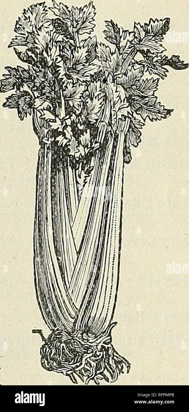 Annual Catalogue Seeds Bulbs Plants Implements Etc Vegetables Seeds Catalogs Flowers Catalogs Fruit Seeds Catalogs Agricultural Implements Catalogs Commercial Catalogs Ohio Cincinnati Vegetables Flowers Fruit Agricultural Implements