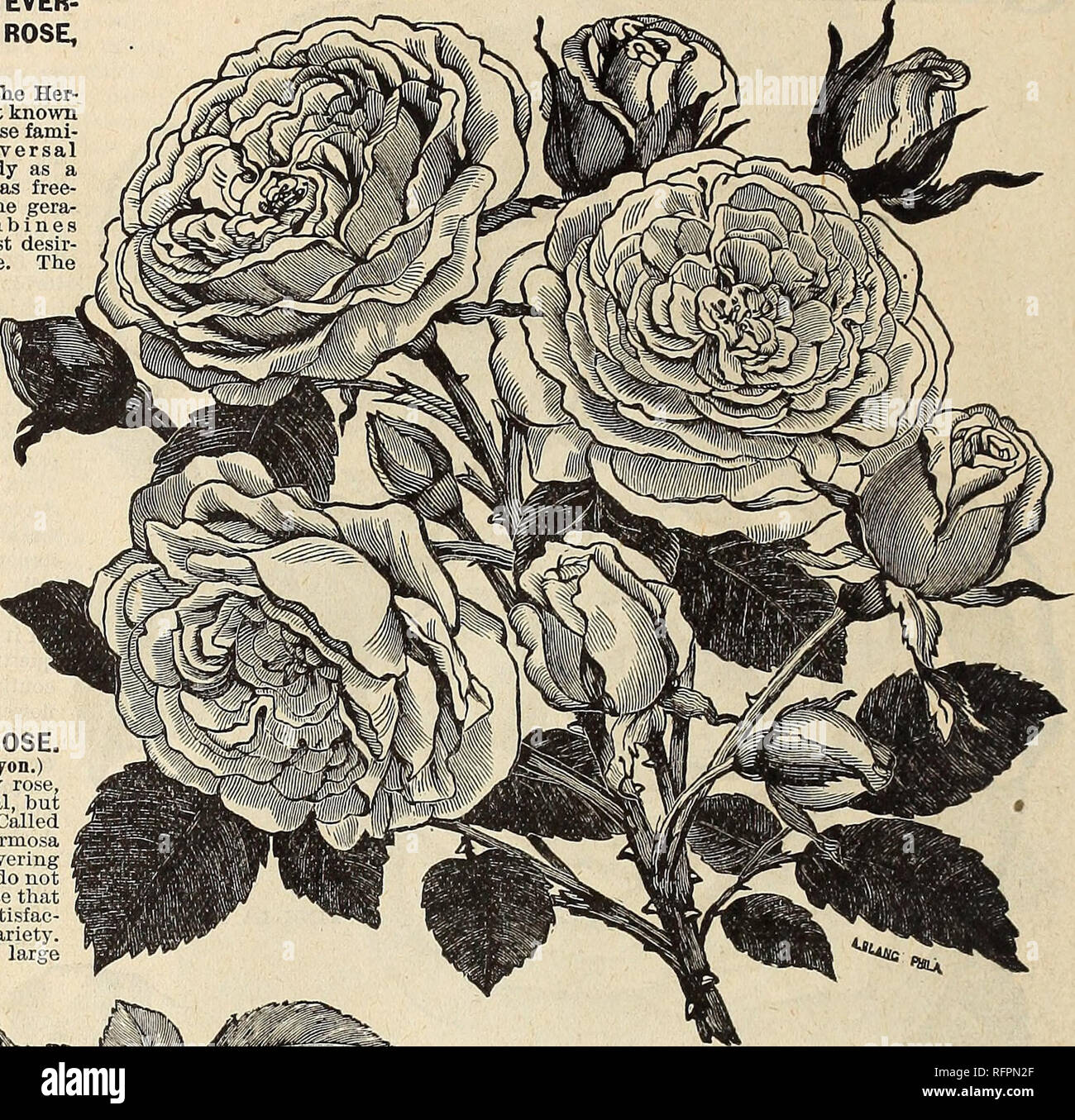. Spring 1896. Nursery stock Ohio Catalogs; Roses Ohio Catalogs; Flowers Catalogs; Vegetables Catalogs; Nursery stock; Roses; Flowers; Vegetables. 16 THE NATIONAL PLANT COMPANY, FLORISTS, DAYTON, OHIO. A PAGE OF TH6 FINEST REDDING HOSQS. THE OLD EVER- BLOOMING ROSE, HERMOSA. We believe the Her- mosa is the best known in the entire rose fami- ly, and a universal favorite. Hardy as a lilac bush and as free- flowering as the gera- nium, it combines everything most desir- able in a rose. The flower is cupped, finely f o rm e d and full; color the most pleasing shade of pink, soft, but deep and ver Stock Photo