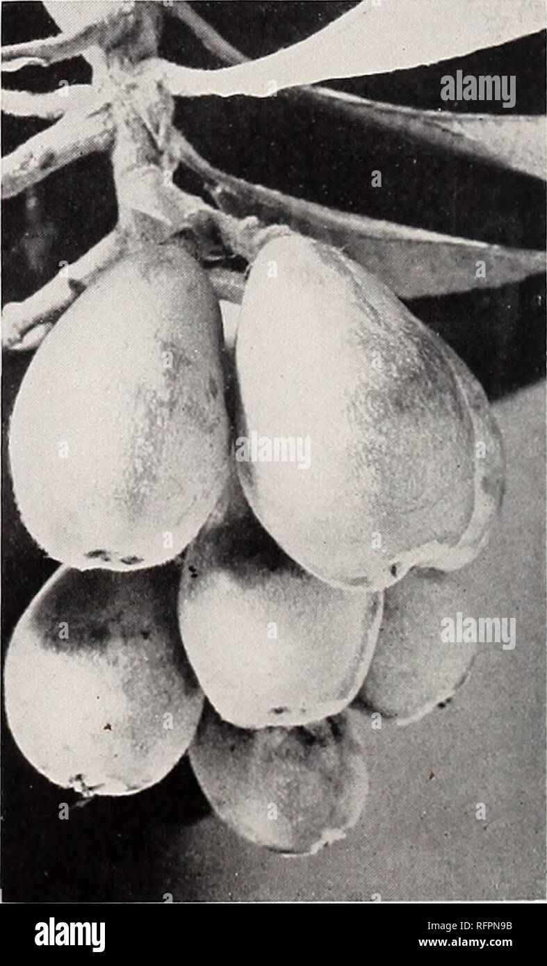 The Fresno Nursery Nursery Co Inc Nurseries Horticulture California Fresno Catalogs Nursery Stock California Fresno Catalogs Trees California Fresno Catalogs Fruit Trees California Fresno Catalogs Grapes California Fresno Catalogs Fruit California