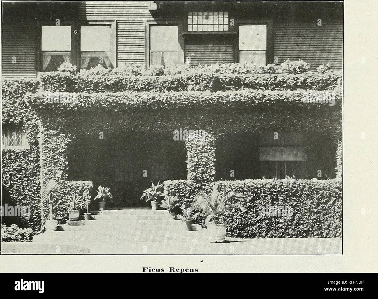 . The Fresno Nursery Co. Nurseries (Horticulture) California Fresno Catalogs; Nursery stock California Fresno Catalogs; Trees California Fresno Catalogs; Fruit trees California Fresno Catalogs; Grapes California Fresno Catalogs; Fruit California Fresno Catalogs; Climbing pl. FRESNO, CALIFORNIA 39 Climbing and Trailing Plants Well placed and carefully selected climb- ing vines add untold beauty to the house and garden. Their artistic appearance on the arbor, the veranda, the fence, or climb- ing the side of the house is such that no other treatment can produce. Euonymus Japonicus radicans argen Stock Photo