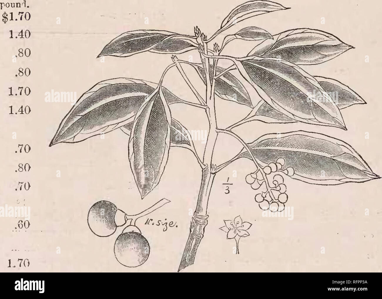 . Descriptive catalogue of the Yokohama Nursery Co., Limited. Seed industry and trade; Flowers Catalogs; Fruit Catalogs; Trees Catalogs; Shrubs Catalogs. CATALOGUE OF THE YOKOHAMA NURSERY'Co., Ltd. (1911). 89 per Clethra Barbinervis.. Cleyera Japonica Cornns Kousa &quot; Macropliylla... &quot; Officinalis Crataegus Cuneata..., Dapliniplij Hum Mac- ropodum Deiitzia Gracilis &quot; Scabra Biospyros Kalri (Persimmon) .... Disty 1 i n m Race rp o- sum Edgeworthia Papyri-- fera ;.. CIKNAMOMUM CAMPIIOKA. .70 pcr ponnd- Ehretia Macropliylla $2.00 Elaeagnus Longipes..: 70 Elaeaguns Pungens (E. Simohi) Stock Photo