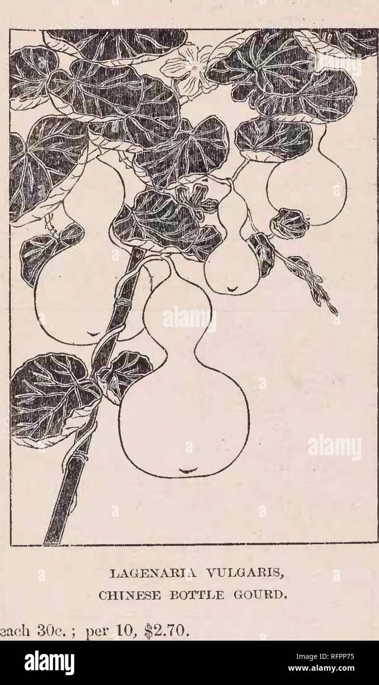 . Descriptive catalogue of the Yokohama Nursery Co., Limited. Seed industry and trade; Flowers Catalogs; Fruit Catalogs; Trees Catalogs; Shrubs Catalogs. CATALOGUE OF'THE YOKOHAMA NURSERY Co., Lm (1911). 8-1 Clematia florida, fine white doubleâper 10, $1.50. Clematis florida, fine double violetâper 10, $1.50. Bioscorea Batatas, (Cinnamon vine)âper 10, 50c. Dioscorea Sativa, (Cinnamon vine)âper 10, 50c. Bioscorea tenuipes, smaller speciesâper 10, 50 c. Doliclios Lablab, &quot; Daylight,&quot; hardy annual climbing vine, tall quick easy growing; its beautiful . white profuse flowers yield edible Stock Photo