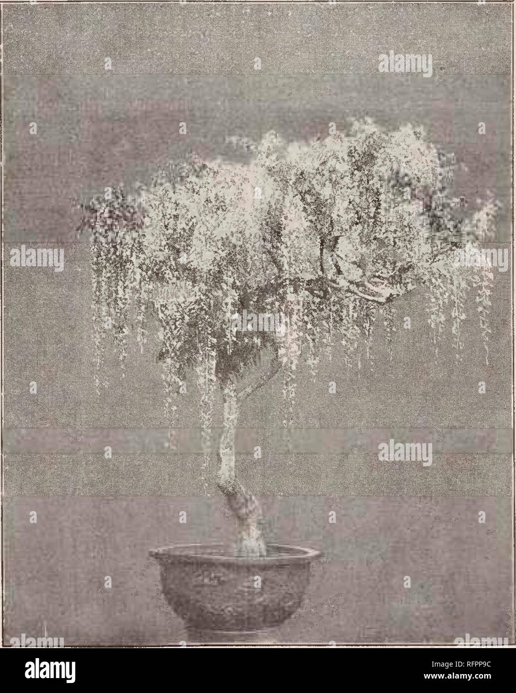 . Descriptive catalogue of the Yokohama Nursery Co., Limited. Seed industry and trade; Flowers Catalogs; Fruit Catalogs; Trees Catalogs; Shrubs Catalogs. 74 CATALOGUE OF THE YOKOHAMA NURSERY Co., Ltd.. (1911). â SHORTIA TJKIFLOKA. Sedum Sieboldi, perennial clustered pink flowers, very fine, J inch across suitable for hanging basketsâper 10, $1.30. Sednm Sieboldi, variegated leavesâper 10, $1.60. Senecio kaempferi, circular lustorous large leaves, yellow chrysanthemum-like flowers, ornamental evergreen per- ennialâper 10, $1.40. Senecio kiempferi, variegated foliage â per 10, $1.60. Simicifuga  Stock Photo