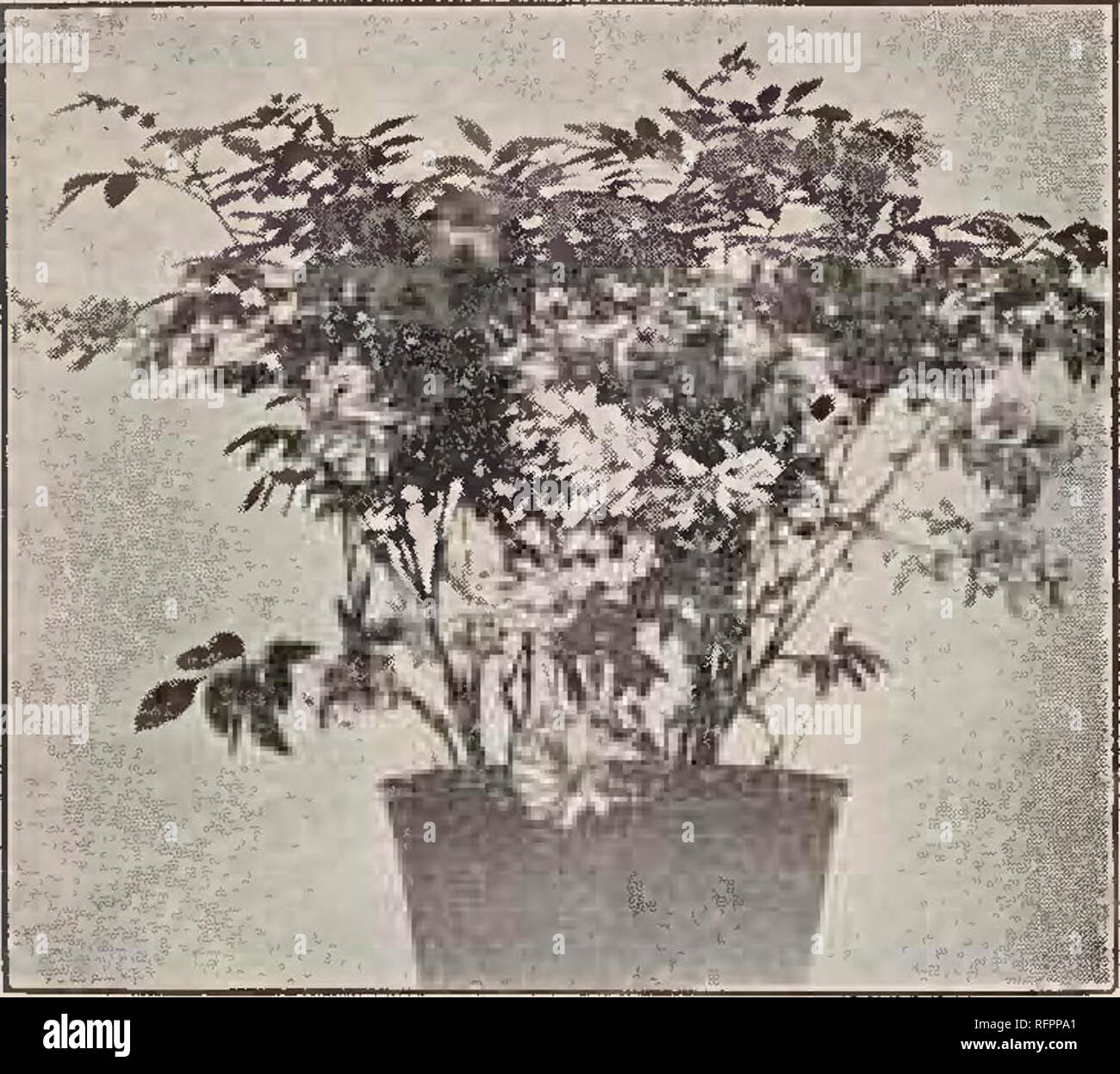 . Descriptive catalogue of the Yokohama Nursery Co., Limited. Seed industry and trade; Flowers Catalogs; Fruit Catalogs; Trees Catalogs; Shrubs Catalogs. 1% CATALOGUE OF THE YOKOHAMA NURSERY Co., Ltd. (1911).. INDIGOFERA DECORA. Conandron ramondioides, purple flower, large leaves growing in shady and rooky placeâper 10, 90 e.; per 100, $80.00. Conophallus Ifonjak, splendid ornmental tuberous plant, flowers, with enormous spadix, gelatinous food stuff is made from its tubersâper 10, $1.00. Coptis bracbypetala, âper 10, 35c., per 100, $3.00. Dicentra spectabilis, showy perennial pink flower- ing Stock Photo
