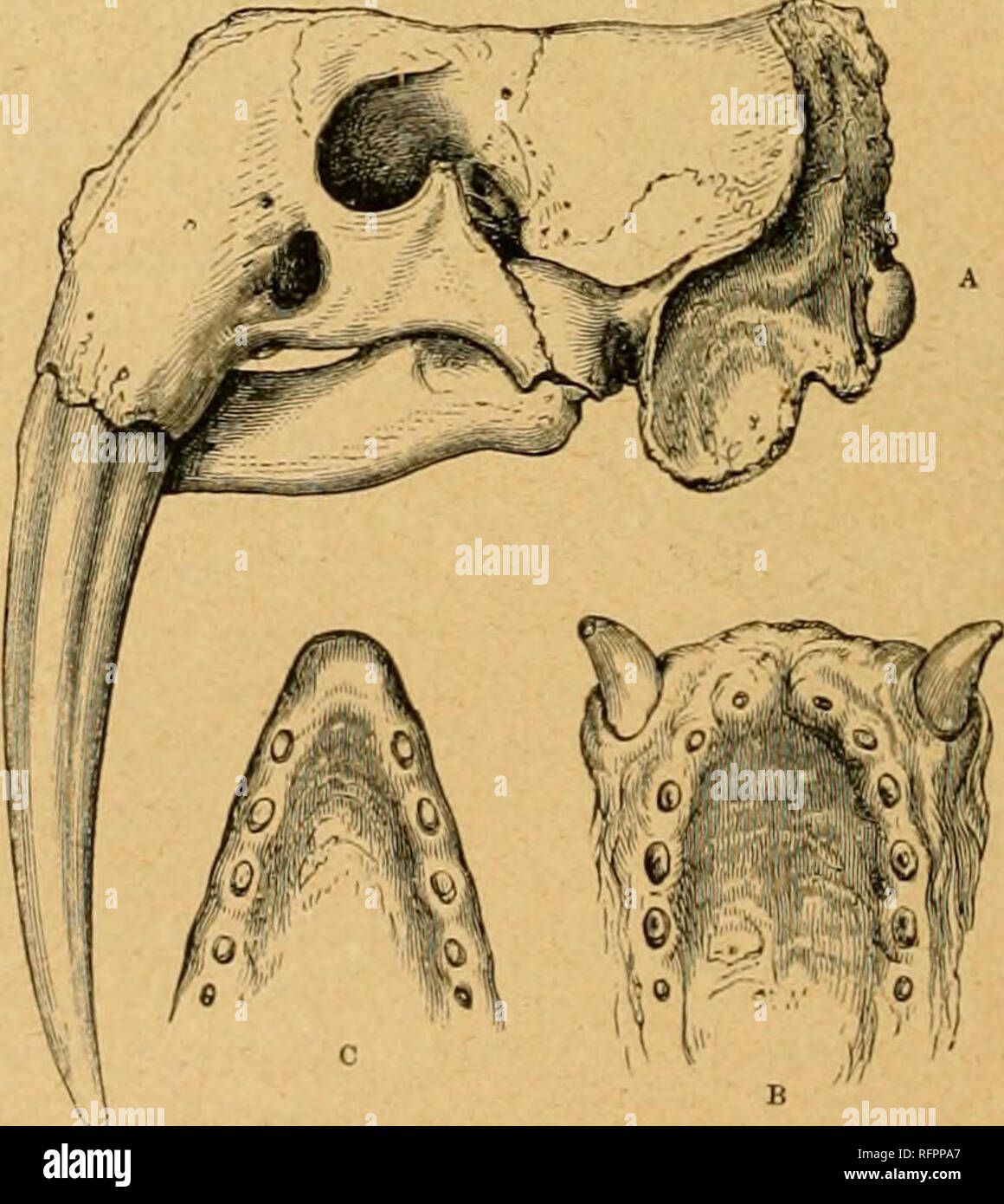 Cassell's natural history. Animals; Animal behavior. WALRUS FAMILY (TRICHECHIDiE). This family in some points resembles the Eai-ecl Seals, or Otaries, and in others approaches the Earless Seals, or Phociihe. The Cassell's natural history. Animals; Animal behavior. WALRUS FAMILY (TRICHECHIDiE). This family in some points resembles the Eai-ecl Seals, or Otaries, and in others approaches the Earless Seals, or Phociihe. The