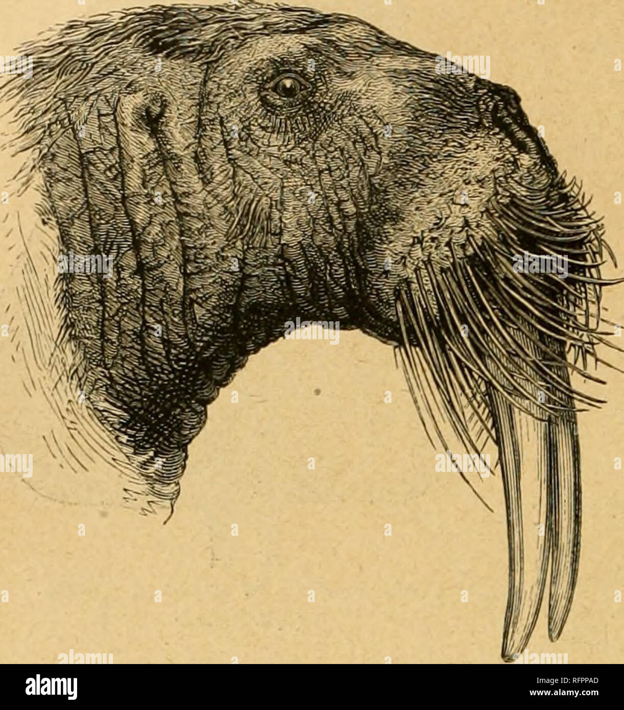 Cassell's natural history. Animals; Animal behavior. NATURAL HISTORY..   WALRUS FAMILY (TRICHECHIDiE). This family in some points resembles  the Eai-ecl Seals, or Otaries, and in others approaches the Earless Seals,  or