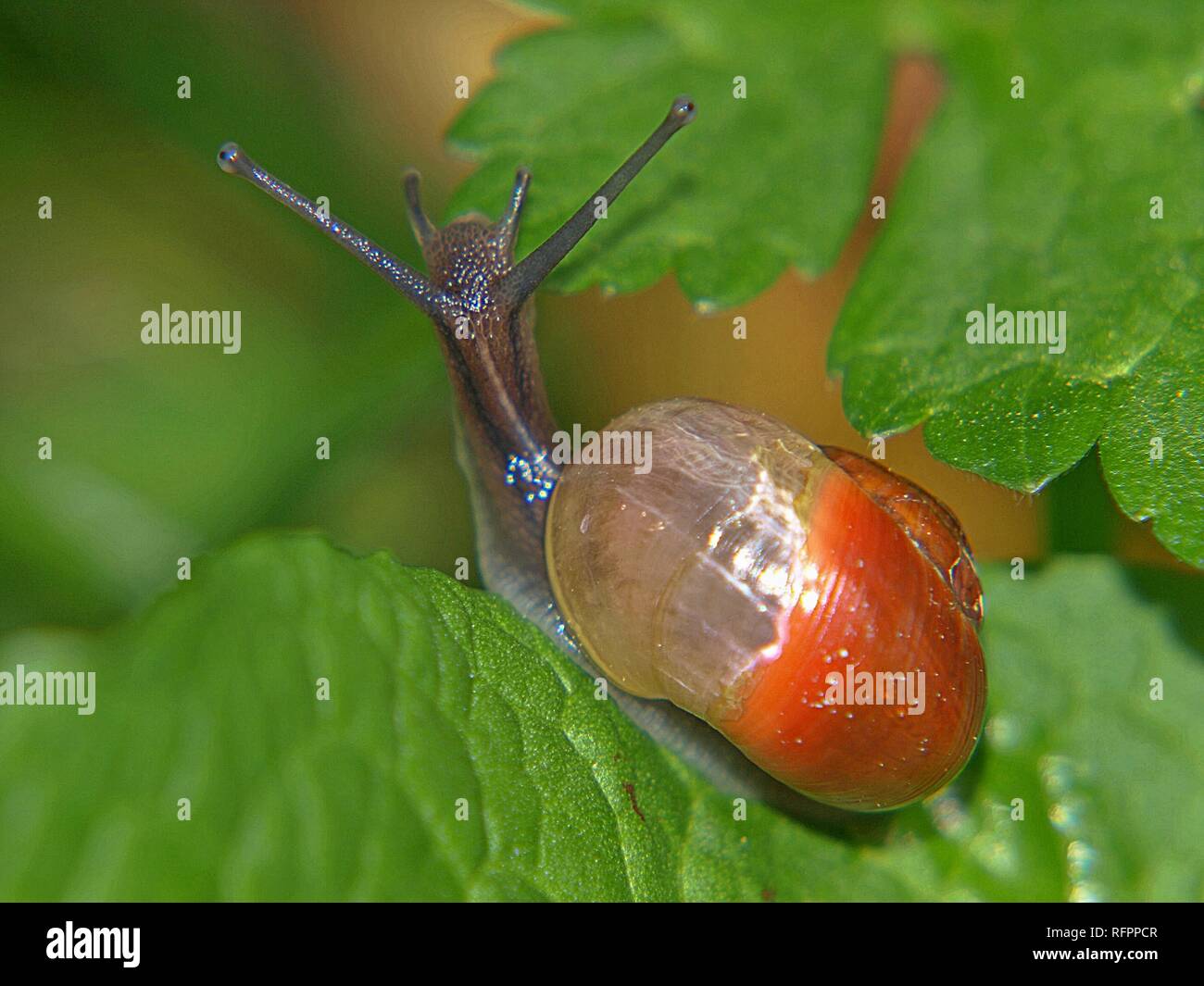 Cute snail with an orange snail house Stock Photo Alamy