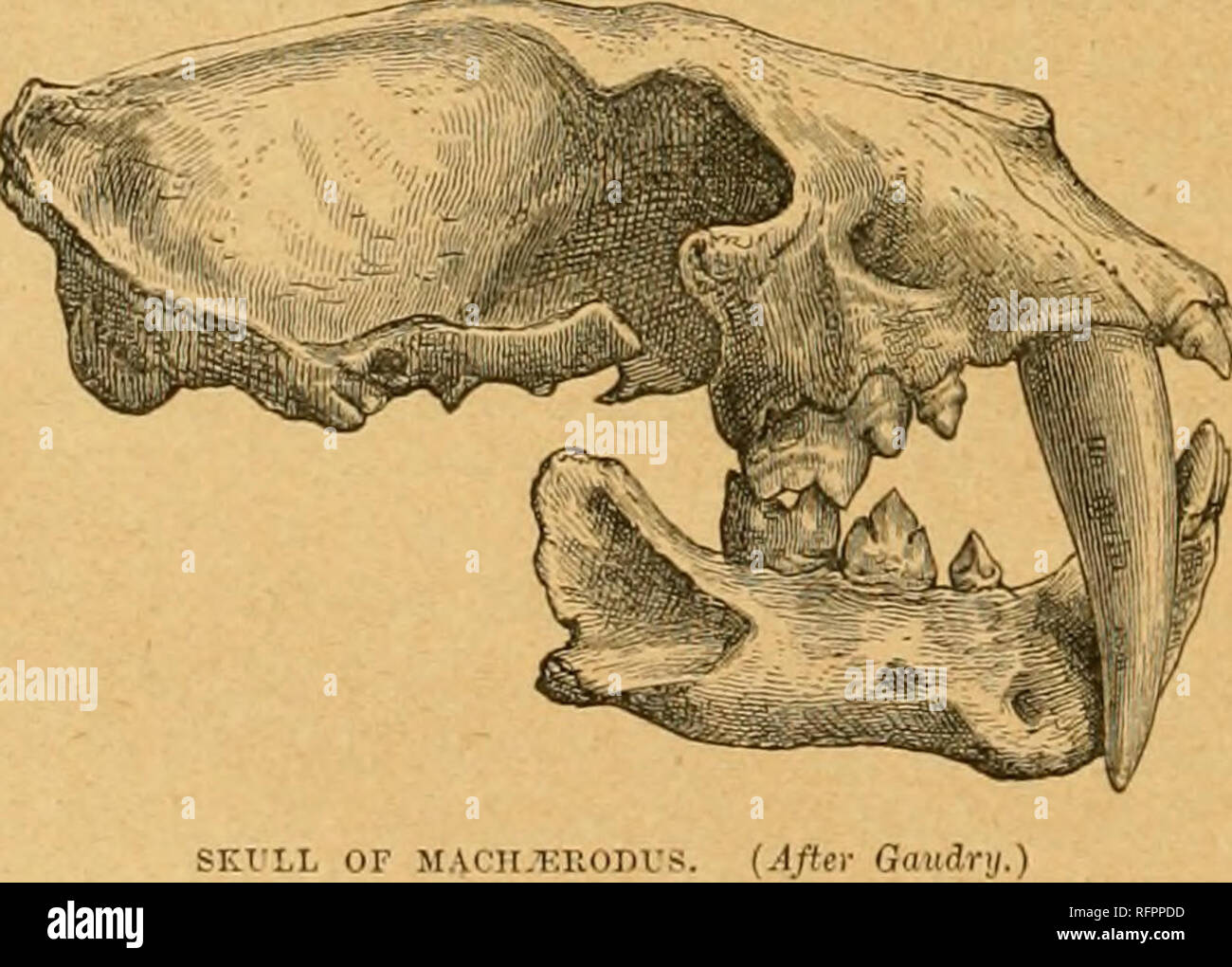 . Cassell's natural history. Animals; Animal behavior. 204 ISATURAL HISTORY. instance, we found Cryptoiirocta to be intermediate between Cats and Civets, and yet, if we had followed the order indicated by this relationshij), we should have had to ignore the close connection between Cats and Hyasnas, and that between Hyoenas and Civets, through the intermediation of the Aard Wolf. It is necessary, then, to devise some method of vi-iting do^vn the names of the families, other than that of j)lacing them one under the other, if we are to get anything like a clear notion of then- mutual relationsh Stock Photo