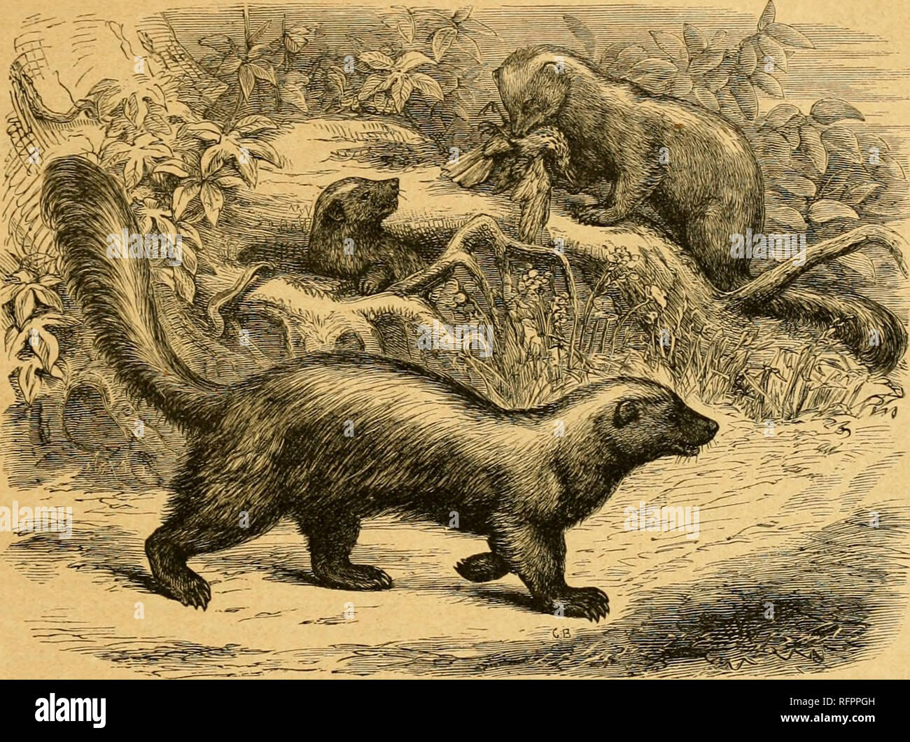 Sable Behavior . Cassell's natural history. Animals; Animal behavior. THE sKiyr. or ...