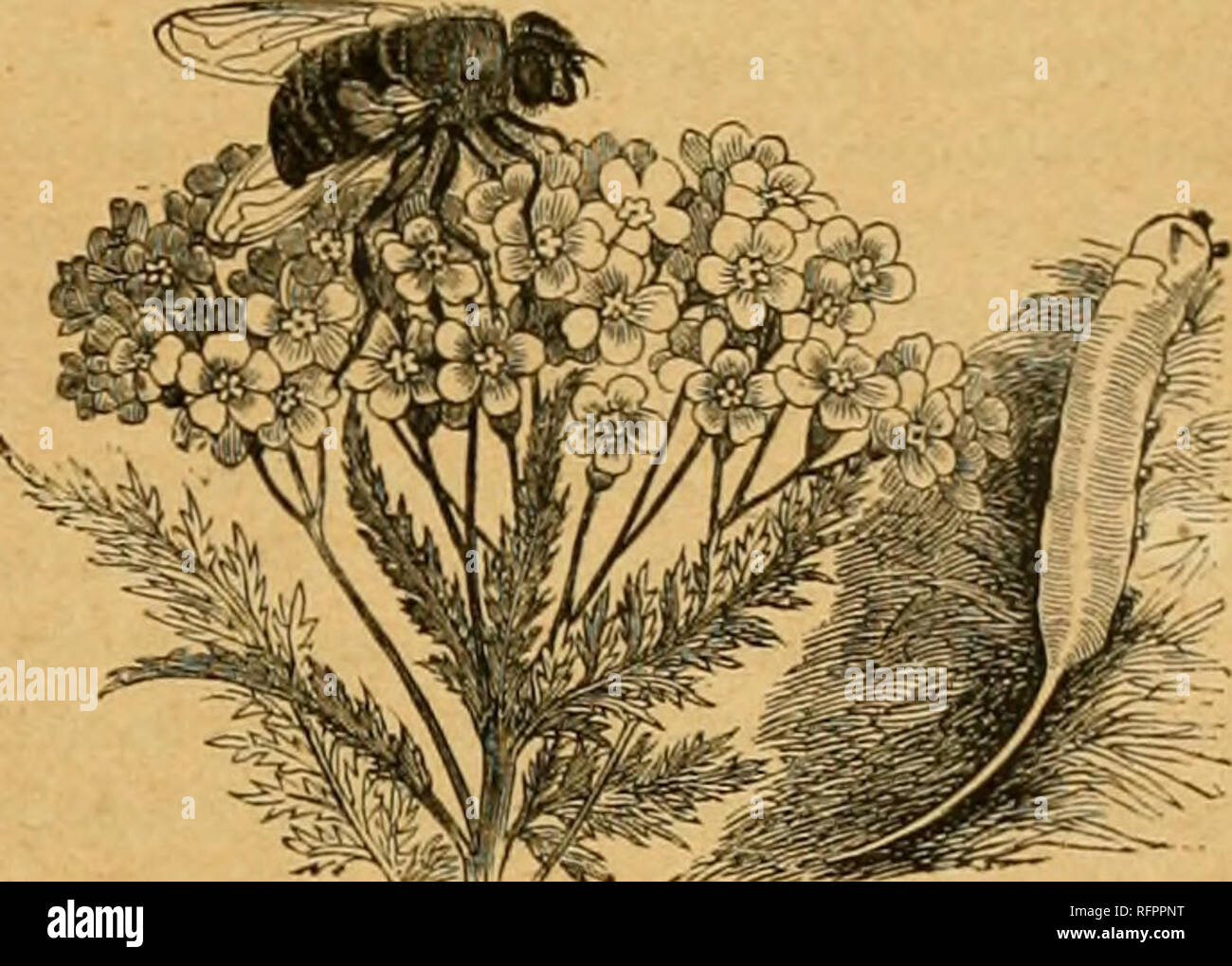 . Cassell's natural history. Animals; Animal behavior. THE MUSCID.K 93 Their laiâa3, wLicli ave footless grubs, generally iiiuch wrinkled across, live upon the leaves and twigs of plants which are infested by Aphides, in j)ursuit of which they crawl along upon their flattened under surface in a manner which somewhat reminds one of the movements of a common slug. They are narrowed in front, and have no distinct head, but the mouth is furnished with a sort of trident with which the larvie transfix the Aphides and suck out their fluids. Wlien full grown the change to the pupa takes place within t Stock Photo