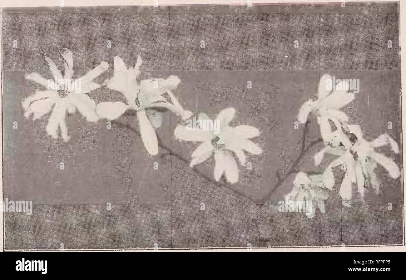 . Descriptive catalogue of the Yokohama Nursery Co., Limited. Seed industry and trade; Flowers Catalogs; Fruit Catalogs; Trees Catalogs; Shrubs Catalogs. height. per 10 Hydrangea involucrata, perfect ball white • flower (pot grown) 1 ft. $1.30 Hydrangea Scandens, climbing hydrangea (see climber) 1 ft. 1.70 Sellizouliragma liy dran- geoides, (Climber). 1 ft. 1.70 Hydrangea panicnlata. 1-11 ft. 1.90 Hydrangea involucrata pleno 1-11 ft. 1.70 Hydrangea liortensia Rosea, a new pink hydrangea ; 1-11 • 2-00 HYUKASGliA AKBOKKSUKN3. Hydrangea virens, medium sized light pink flower, peculiar fragrance f Stock Photo