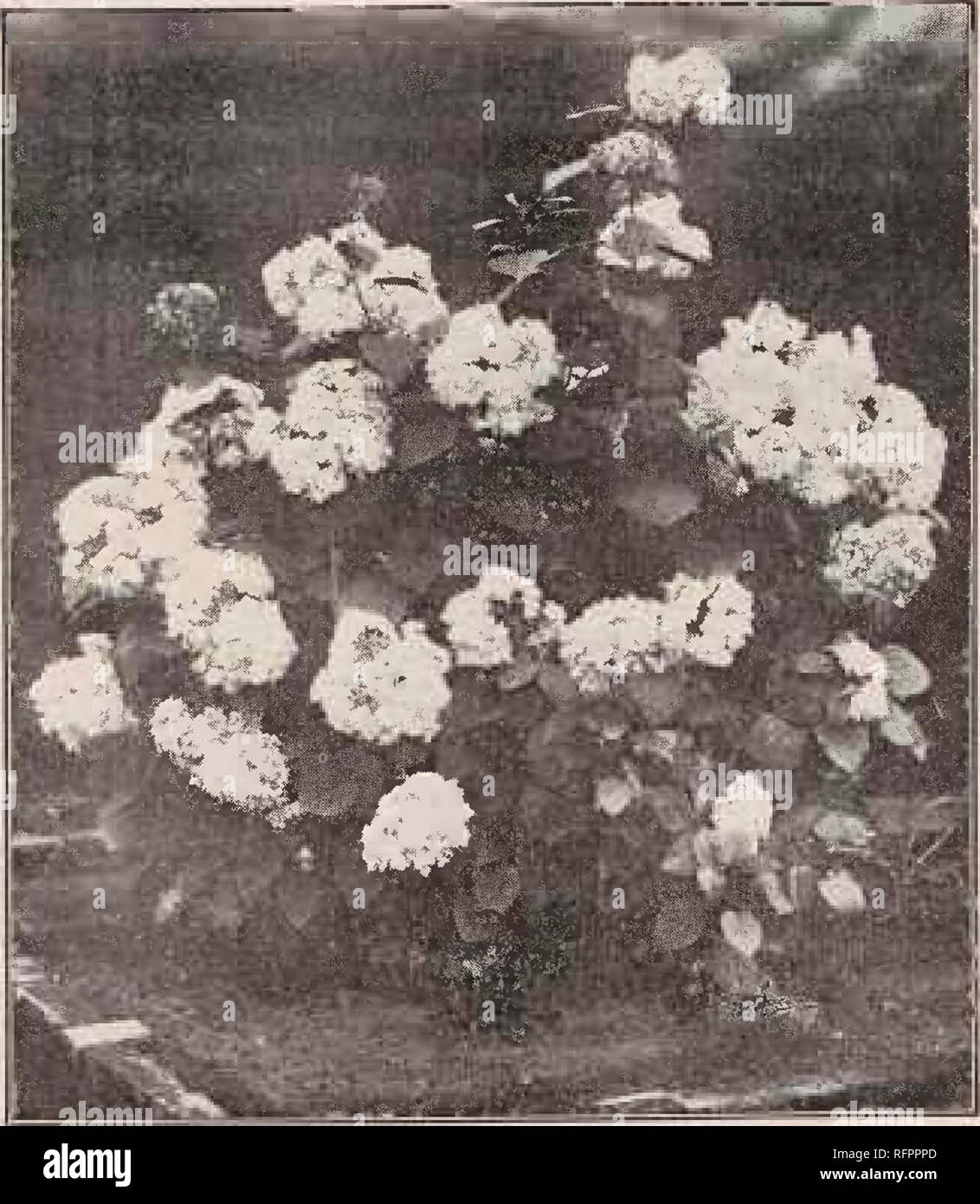 . Descriptive catalogue of the Yokohama Nursery Co., Limited. Seed industry and trade; Flowers Catalogs; Fruit Catalogs; Trees Catalogs; Shrubs Catalogs. CATALOGUE OF THE YOKOHAMA NURSERY Co., Etd. (1911), 35. height. per 10 Hydrangea involucrata, perfect ball white • flower (pot grown) 1 ft. $1.30 Hydrangea Scandens, climbing hydrangea (see climber) 1 ft. 1.70 Sellizouliragma liy dran- geoides, (Climber). 1 ft. 1.70 Hydrangea panicnlata. 1-11 ft. 1.90 Hydrangea involucrata pleno 1-11 ft. 1.70 Hydrangea liortensia Rosea, a new pink hydrangea ; 1-11 • 2-00 HYUKASGliA AKBOKKSUKN3. Hydrangea vire Stock Photo