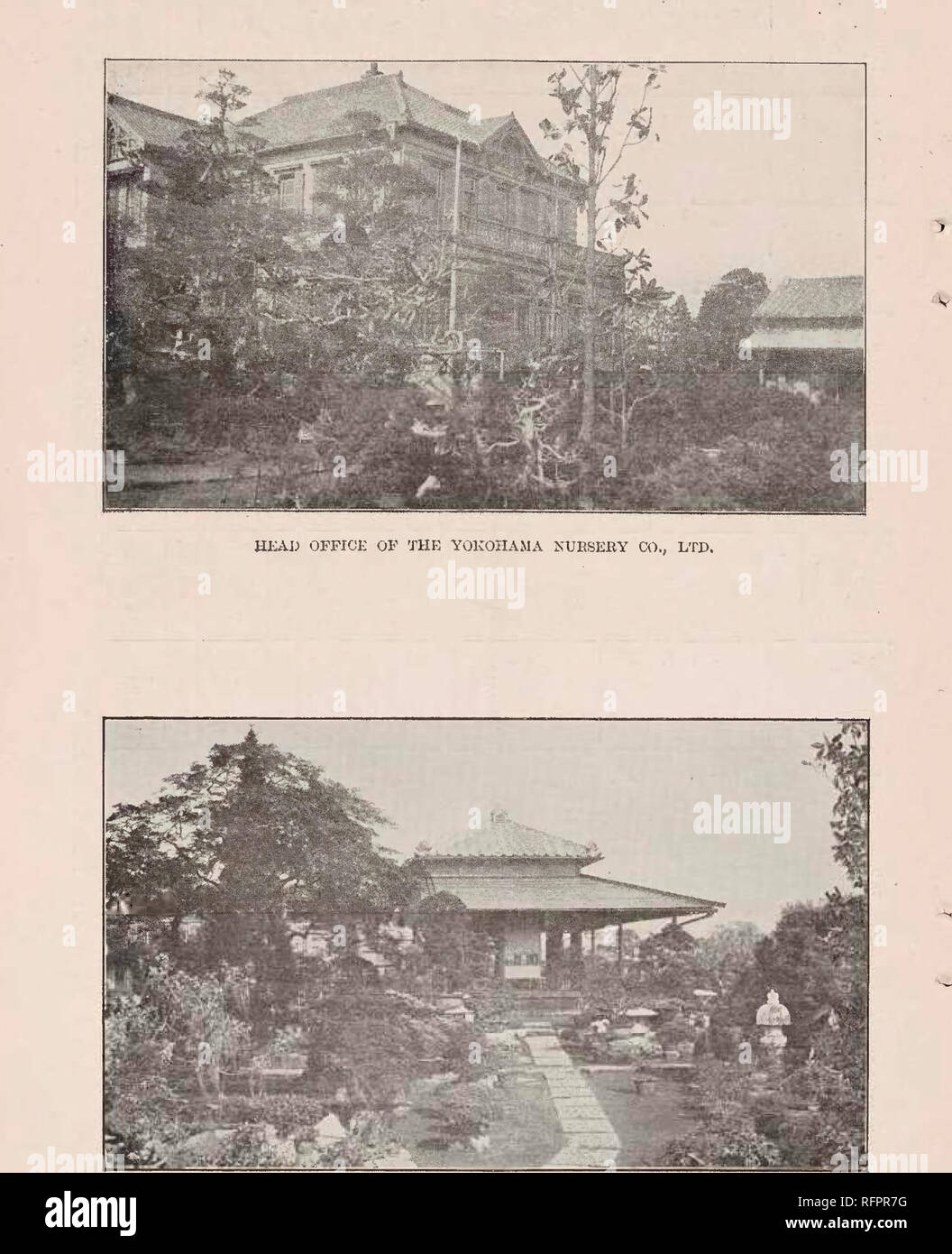 . Descriptive catalogue of the Yokohama Nursery Co., Limited. Seed industry and trade; Flowers Catalogs; Fruit Catalogs; Trees Catalogs; Shrubs Catalogs. ARBOR OF THE YOKOHAMA NURSERY CO., I/fD.. Please note that these images are extracted from scanned page images that may have been digitally enhanced for readability - coloration and appearance of these illustrations may not perfectly resemble the original work.. Stock Photo