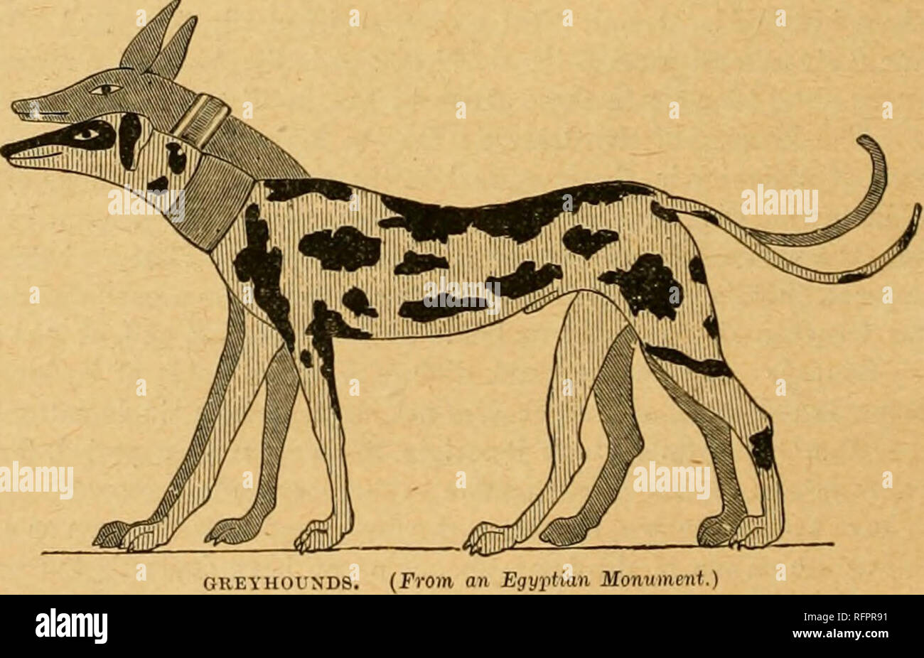 Cassell's natural history. Animals; Animal behavior. NATUSAL UJSTOSr. tlie misfortune only to know tliLs friend of man in the character in which he now appears in Constanti- nople as the common Cassell's natural history. Animals; Animal behavior. NATUSAL UJSTOSr. tlie misfortune only to know tliLs friend of man in the character in which he now appears in Constanti- nople as the common