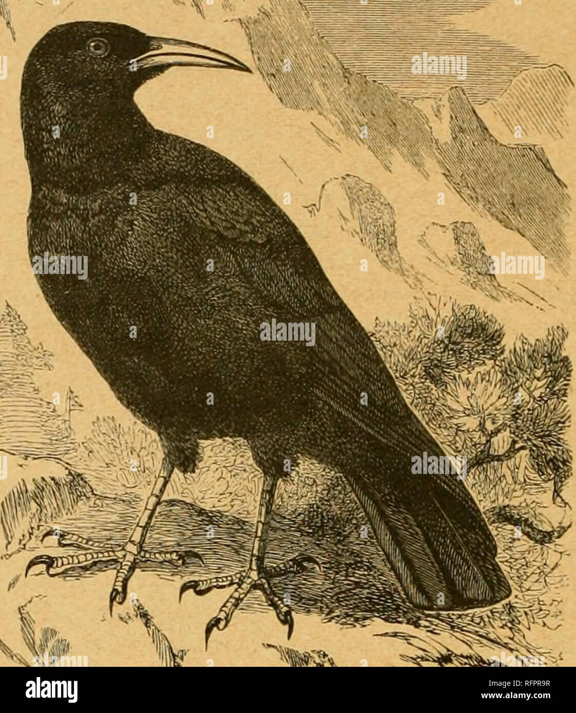 Cassell's natural history. Animals; Animal behavior. Cornish &quot; Chough,  the same speci the sub-family is represented by the Red-billed which is  alluded to in the old English glee— &quot;The Chough and