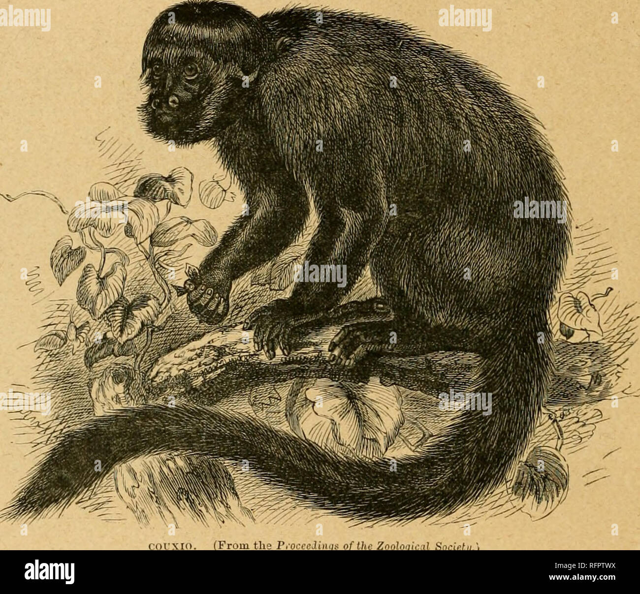 Cassell's natural history. Animals; Animal behavior. 104 NATURAL reddish-yellow eyes. They sat gi-avely and silently iiV a group, and altogether presented a strange spectacle. These red-faced Apes belonged to a Cassell's natural history. Animals; Animal behavior. 104 NATURAL reddish-yellow eyes. They sat gi-avely and silently iiV a group, and altogether presented a strange spectacle. These red-faced Apes belonged to a