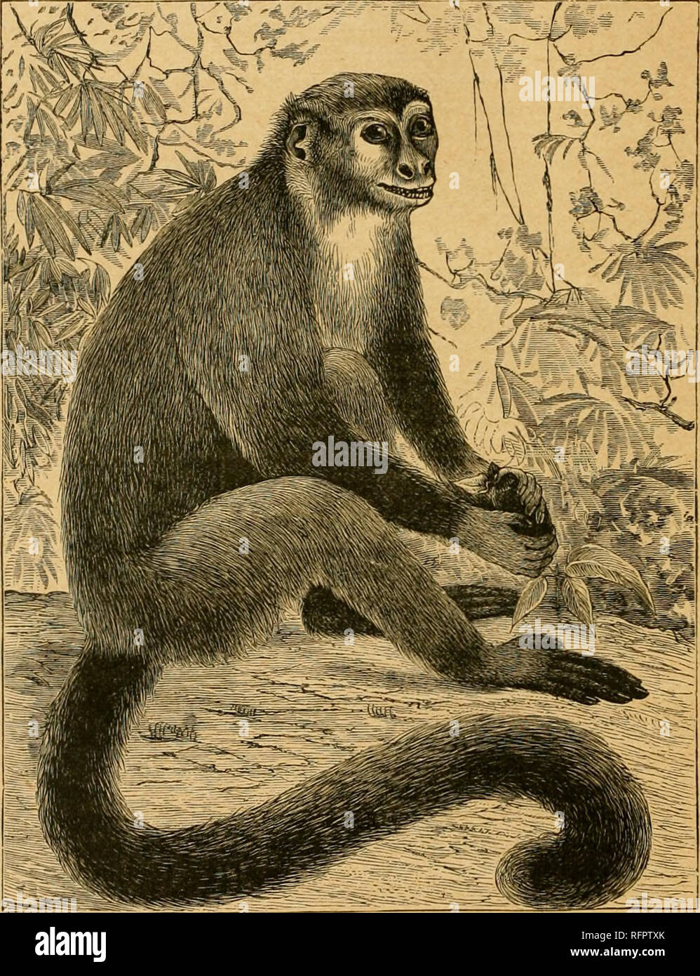Cassell's natural history. Animals; Animal behavior. NATURAL Hisrour. ecorded of this species from its first discovery. They live remarkable for the agile and graceful way in which they jum{> many otlier Cassell's natural history. Animals; Animal behavior. NATURAL Hisrour. ecorded of this species from its first discovery. They live remarkable for the agile and graceful way in which they jum{> many otlier