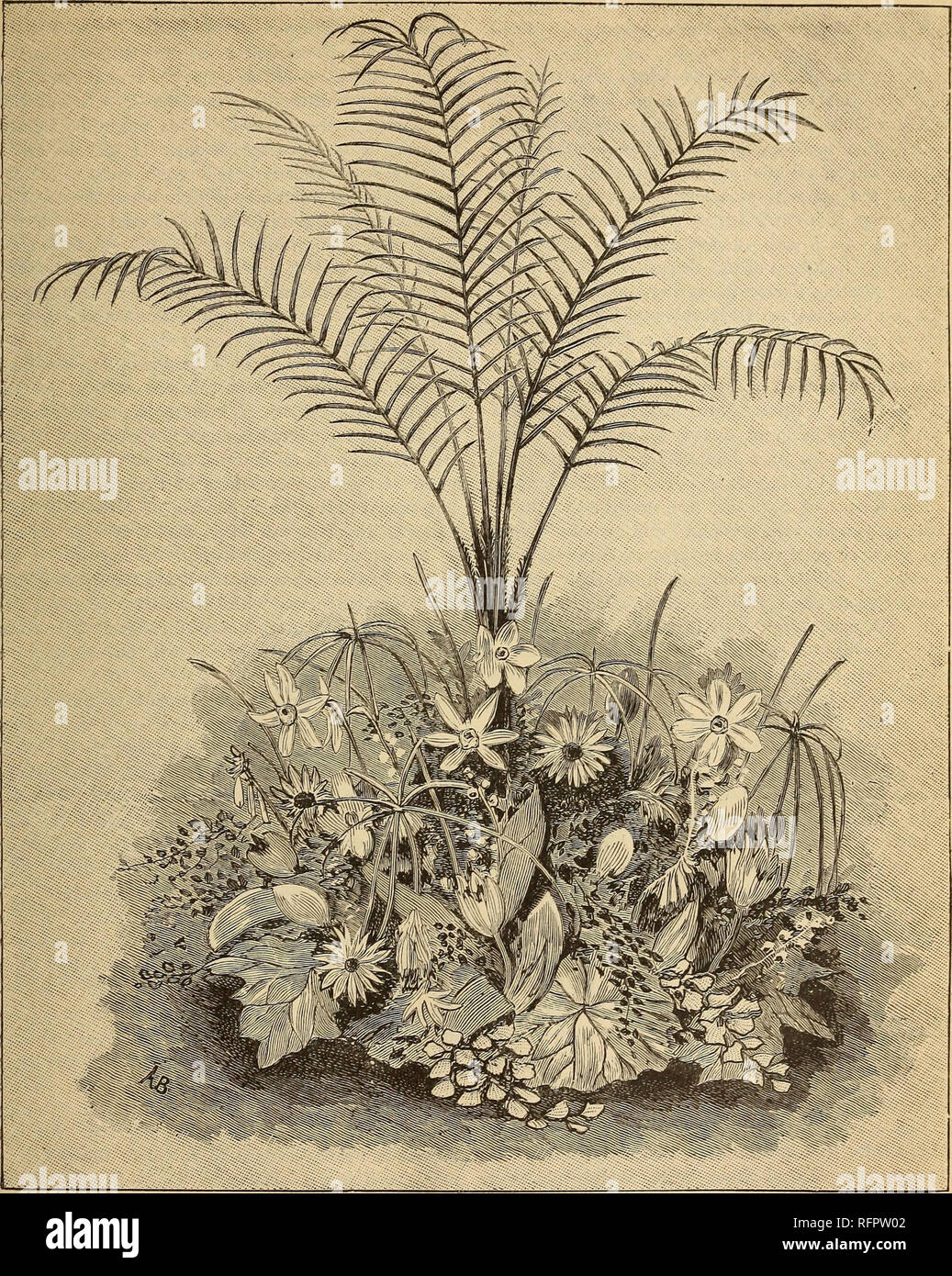 . Cassell's popular gardening. Gardening. DECORATIVE USE OF FLOWERS. 209. Fig. 4.—Cocos Weddelliana, with Flowers and Foliage at Base. obtain a well-developed plant in as small a pot as is object either of these Palms (and others too) will possible, this being more easily accomplished than make, even when in a three-inch pot, under good many imagine. It is surprising what a beautiful cultivation. The Cocos named is, perhaps, the most 38. Please note that these images are extracted from scanned page images that may have been digitally enhanced for readability - coloration and appearance of thes Stock Photo