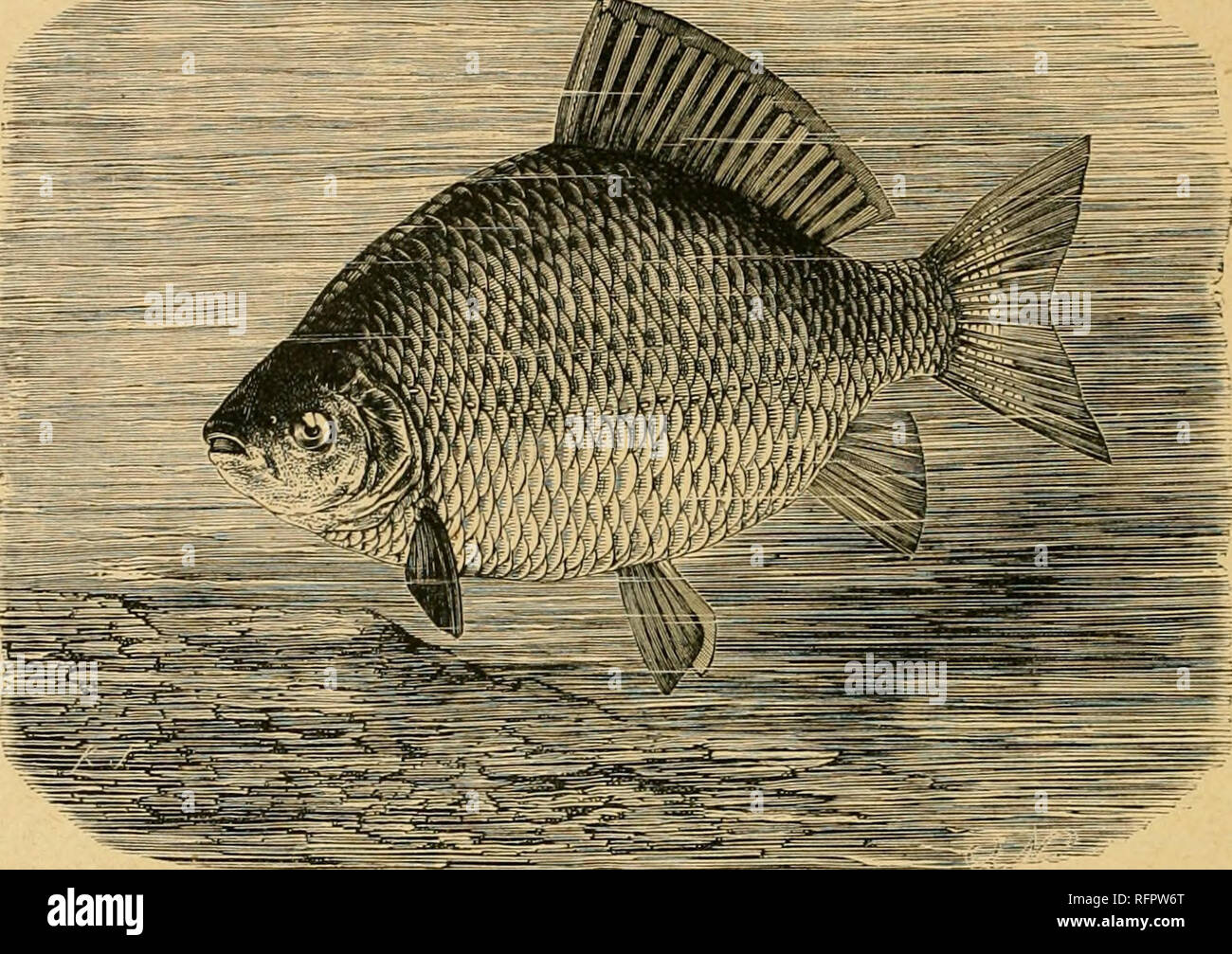 Cassell's natural history. Animals; Animal behavior. 126 NATURAL HIHTOJiT.  Formosa, and Java. It does well in brackish water, and attains a large size  in the Caspian Sea. The Carp is long-lived,