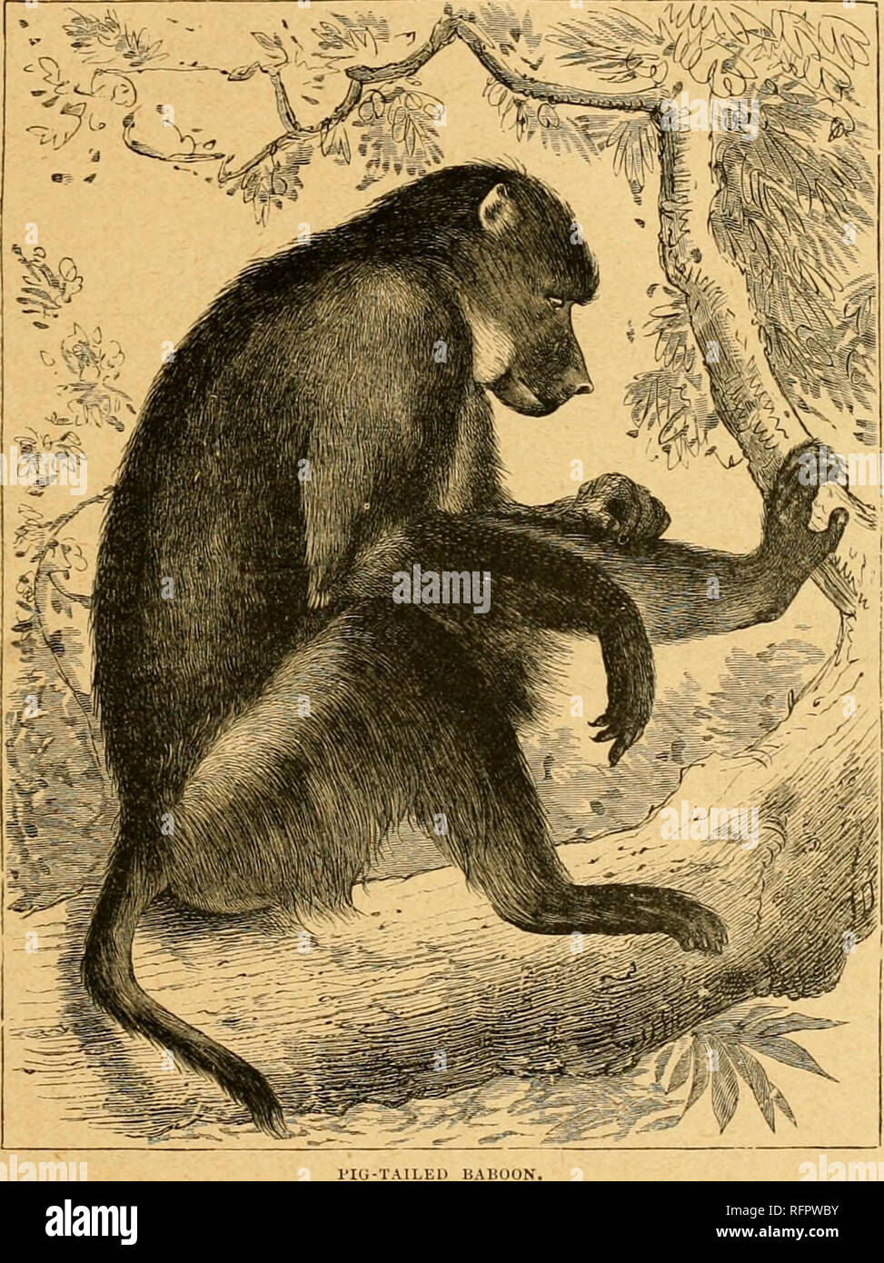Cassell's natural history. Animals; Animal behavior. THE riG-TAILED BABOON.  145 are thrown into the greatest agitation at the appearance of young  females"—not females of the Baboon tribe, but those who, under