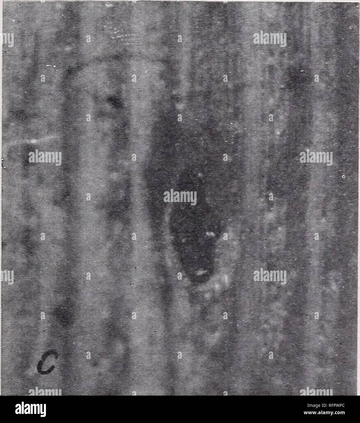 . Some diseases of Puerto Rican forage crops. Forage plants Diseases and pests Puerto Rico. D (&gt; Figure 3.—A, Rust on Cynodon dactylon (Bermuda grass) caused by Puccinia cyno- dontis. X 3.6. B, Spores of P. cynodontis. X 528. C, Darluca filum, a fungus parasite of the rust fungi. X 8. D, Spores of D. filum. X 528. strongly toward each end. At either end are short appendages which are easily dislodged and diffi- cult to see. The spores are 14-18Ai x 3-4m {31, p. 166), The presence of Darluca filum is very likel}^ one of the factors that accounts for the seasonal cycle of rust on Gramineae in Stock Photo