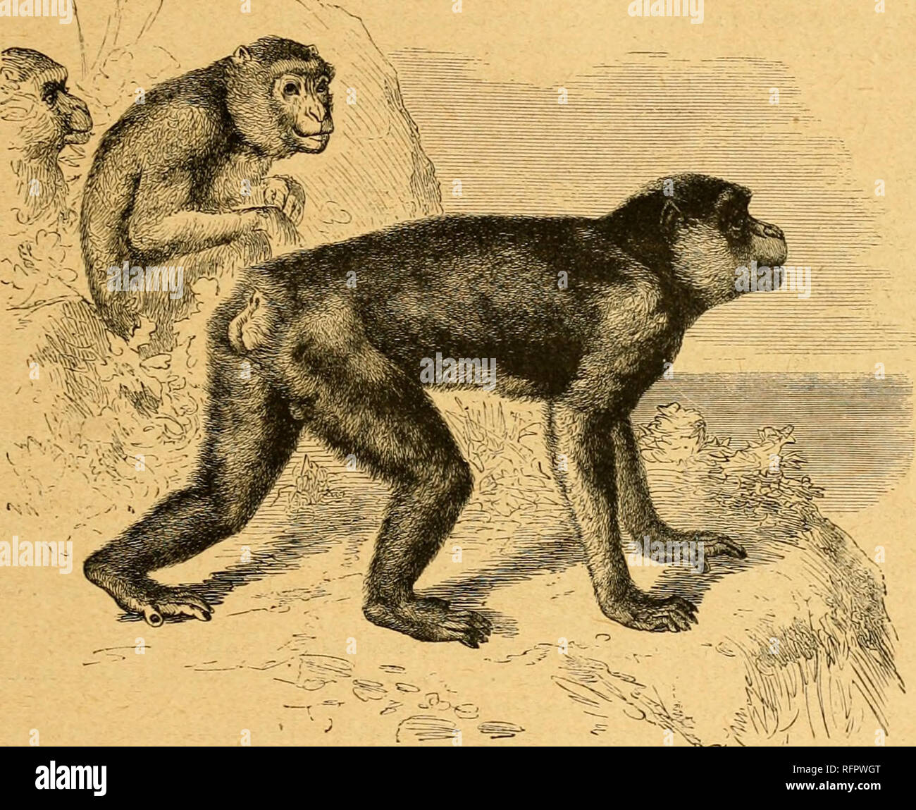 . Cassell's natural history. Animals; Animal behavior. TML MAGOT. 12.5