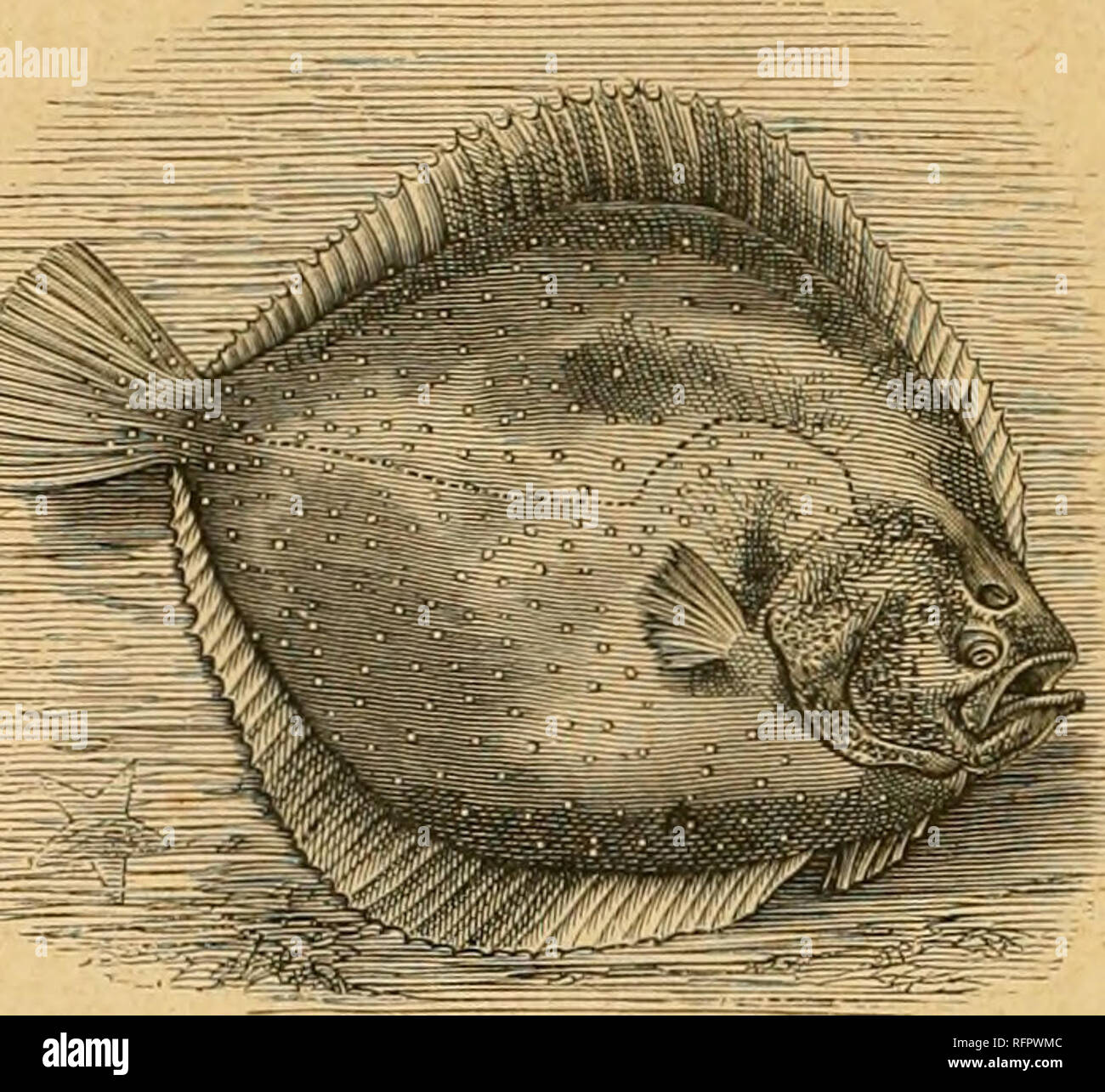 Cassell's natural history. Animals; Animal behavior. NATURAL HISTORY.. all  the flat tish, and happily is still found in great abundance. On the  north-east coast of England there is a large Turbot
