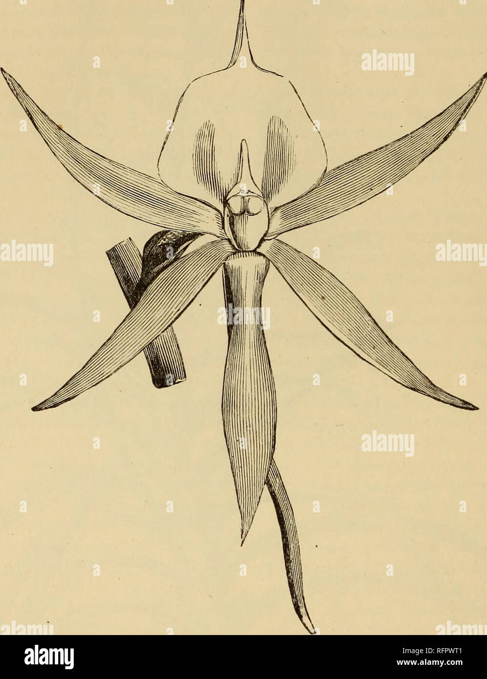 Distichous leaves hi-res stock photography and images - Alamy