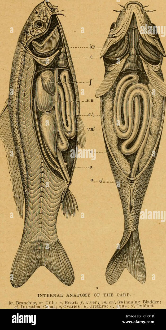 Cassell's natural history. Animals; Animal behavior. n-crritjE of fishes. whole duration of their lives ; the only teeth wliieli are retained permanently being those in the rostrum of Pristis, the dental Cassell's natural history. Animals; Animal behavior. n-crritjE of fishes. whole duration of their lives ; the only teeth wliieli are retained permanently being those in the rostrum of Pristis, the dental