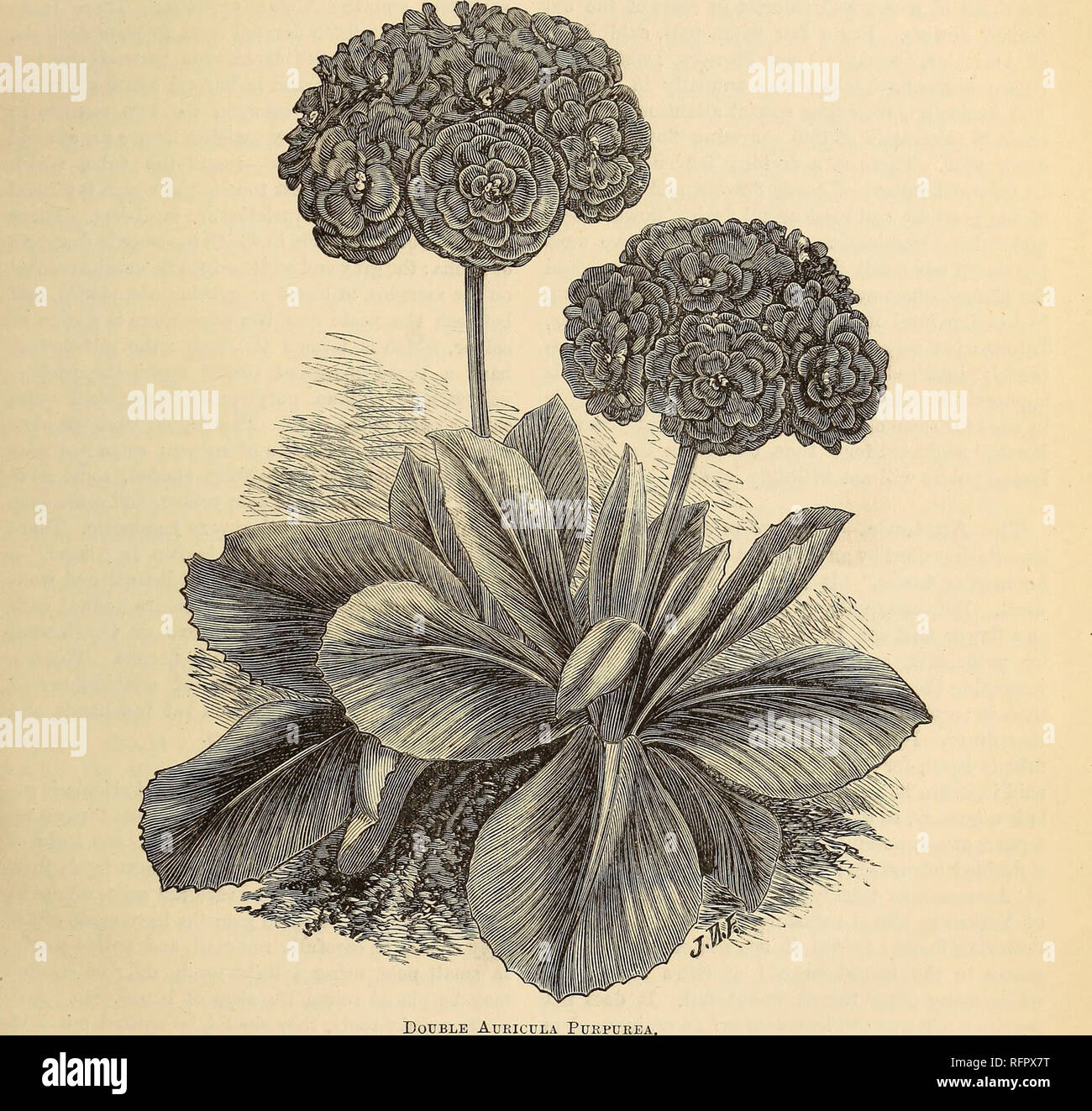 Cassell S Popular Gardening Gardening Florists Flowers 17 Operated To Draw Attention Away From The Flowers Dear To The Florist Old Growers Of Repute Died And There Were None To Fill Their
