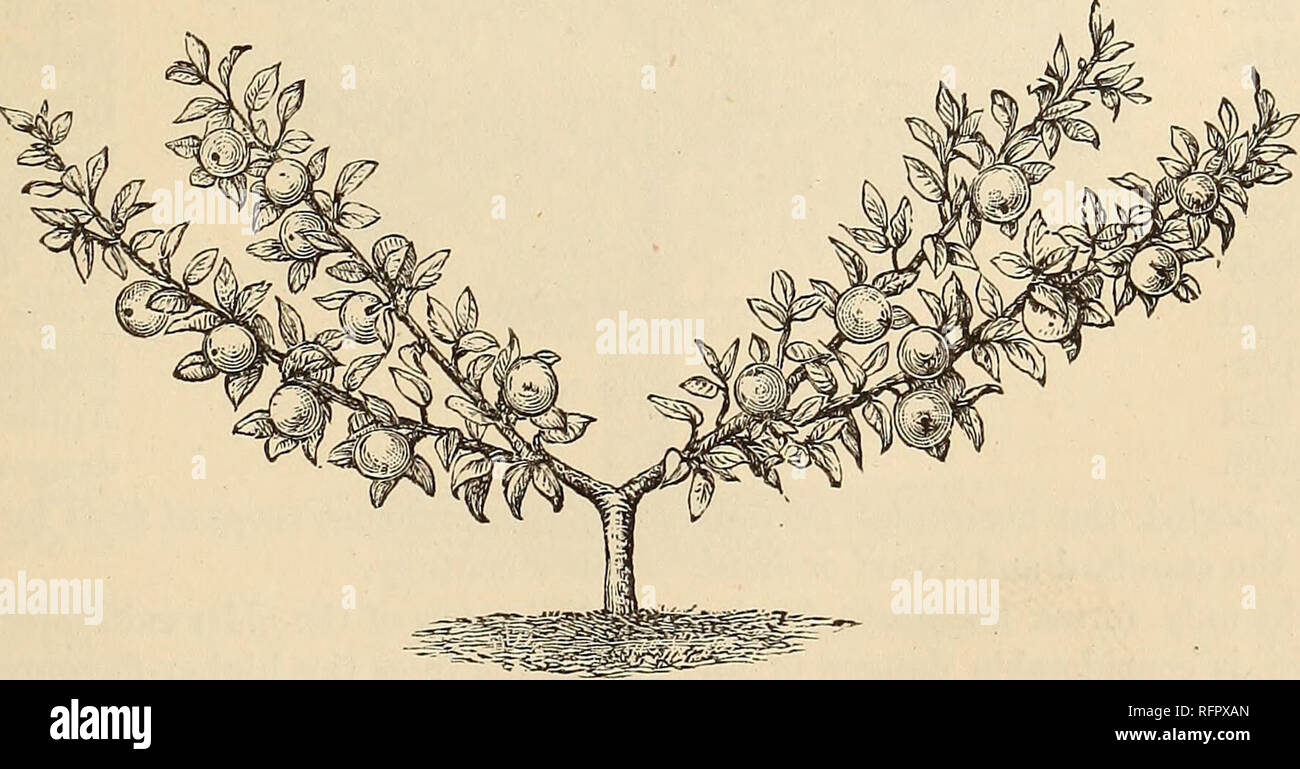 Cassell S Popular Gardening Gardening Fig 26 Pyramidal Tree In
