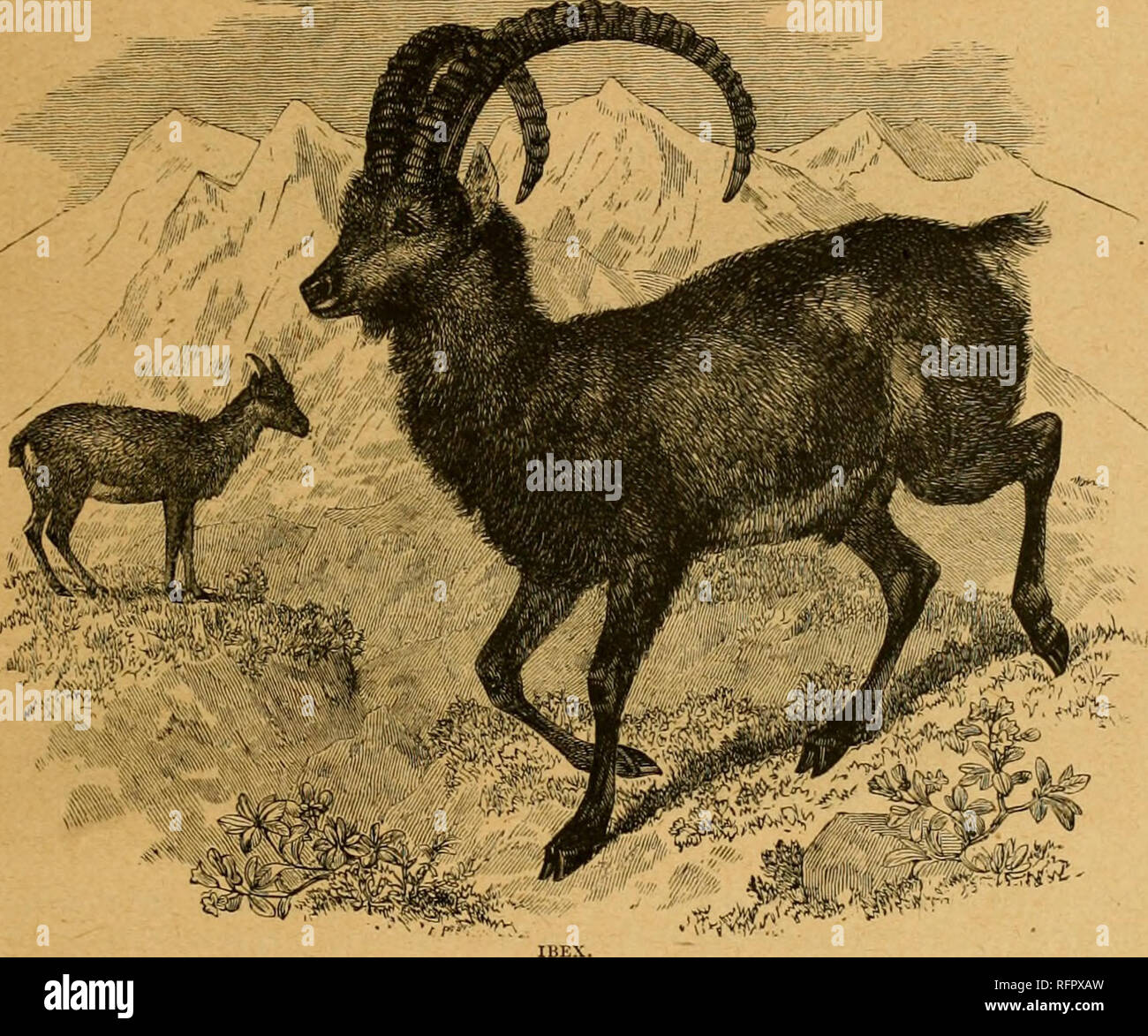 Cassell's natural history. Animals; Animal behavior. THE IBEX .lyi)  . U districts. V'arieties occur with large pendulous instead of  upright ears ; others with exti-a horns, occasionally spiral as in Nepaul,