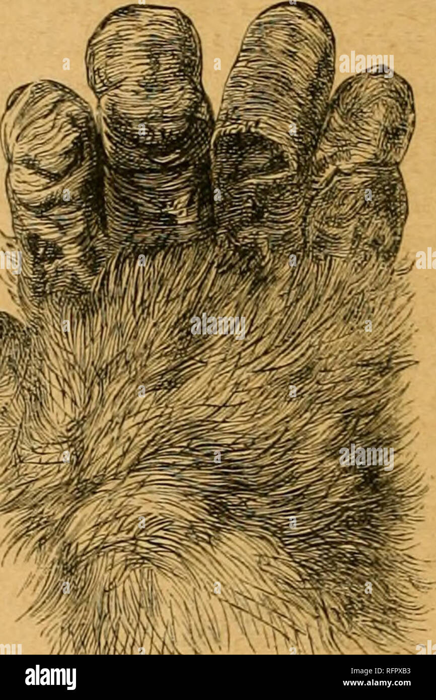 Cassell's natural history. Animals; Animal behavior. '^:^mt:' 'A PALM or THE lUOT Op 101NG GORILLA (From the Tii BACK OF THE HAND OF YOVKG GOUILLA. of the Zoological Society of London.) Cassell's natural history. Animals; Animal behavior. '^:^mt:' 'A PALM or THE lUOT Op 101NG GORILLA (From the Tii BACK OF THE HAND OF YOVKG GOUILLA. of the Zoological Society of London.)