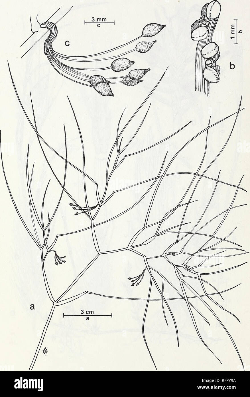 . Carpinteria Salt Marsh : environment, history, and botanical resources of a Southern California estuary. Salt marsh ecology; Salt marsh plants. FIG. 81. Ruppia maritima L. Ditchgrass. a. Habit, b. Flowers on spadix. c. Fruits (drupes) stalked.. Please note that these images are extracted from scanned page images that may have been digitally enhanced for readability - coloration and appearance of these illustrations may not perfectly resemble the original work.. Ferren, Wayne R; University of California, Santa Barbara. Herbarium. Santa Barbara, CA : Herbarium, Dept. of Biological Sciences, Un Stock Photo