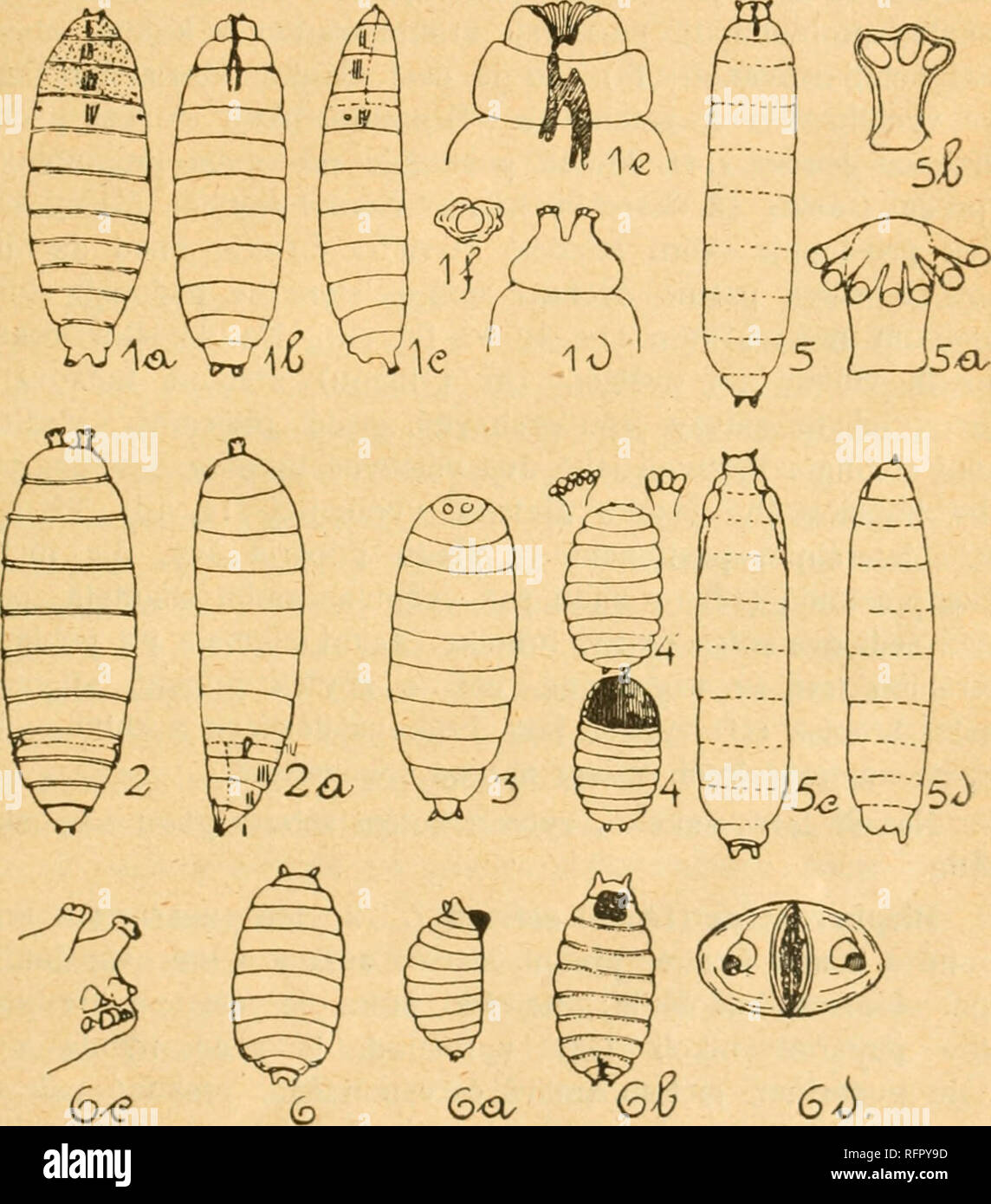 . Casopis Ceské spolecnosti entomologické = Acta Societatis Entomologicae Bohemiae. Insects; Entomology. 51 P?ísp?vky k poznání kukel hmyzu dvojk?ídlého* Diptera cyclorrhapha. Ant. V i m m e r, Kr. Vinohrady. Nežli jsme mohli upraviti k tisku další ?ást p?ísp?vk?, vyšla o metamorphose rodu Lonchaea, Phytomyza, Dro- sophila p?kná pojednání, v nichž auto?i vedle larev i kukly popsali. Z té p?í?iny nezmi?ujeme se znovu o nich.. 1. Scolíocentra villosa Mg., kukla; pohled shora, zdola, se strany. — 2. Ble- pharoptera serrata L., kukla; pohled shora a se strany. — 3. Helomyza sf.':, kukla. — 4. Rhag Stock Photo