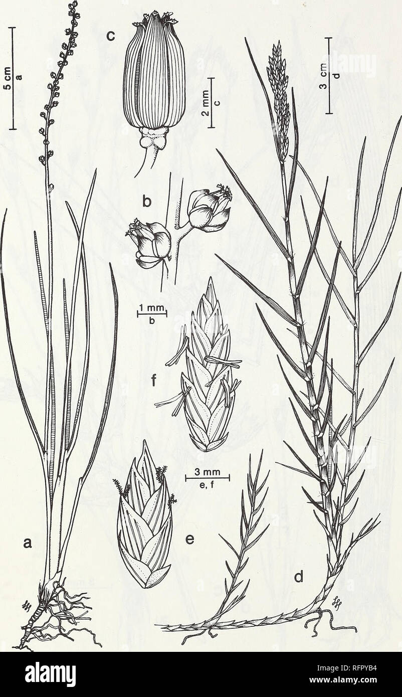 pix Drawing Salt Marsh Plants https www alamy com carpinteria salt marsh environment history and botanical resources of a southern california estuary salt marsh ecology salt marsh plants fig 77 triglochin concinna burtt davy seaside arrowgrass a habit b flowers c capsule distichlis spicata l greene var spicata saltgrass d habit male plant e spikelet with pistillate florets f spikelet with staminate florets please note that these images are extracted from scanned page images that may have been digitally enhanced for readability coloration and appearance of these illustrations may not perfectly resemble the origin image233459048 html