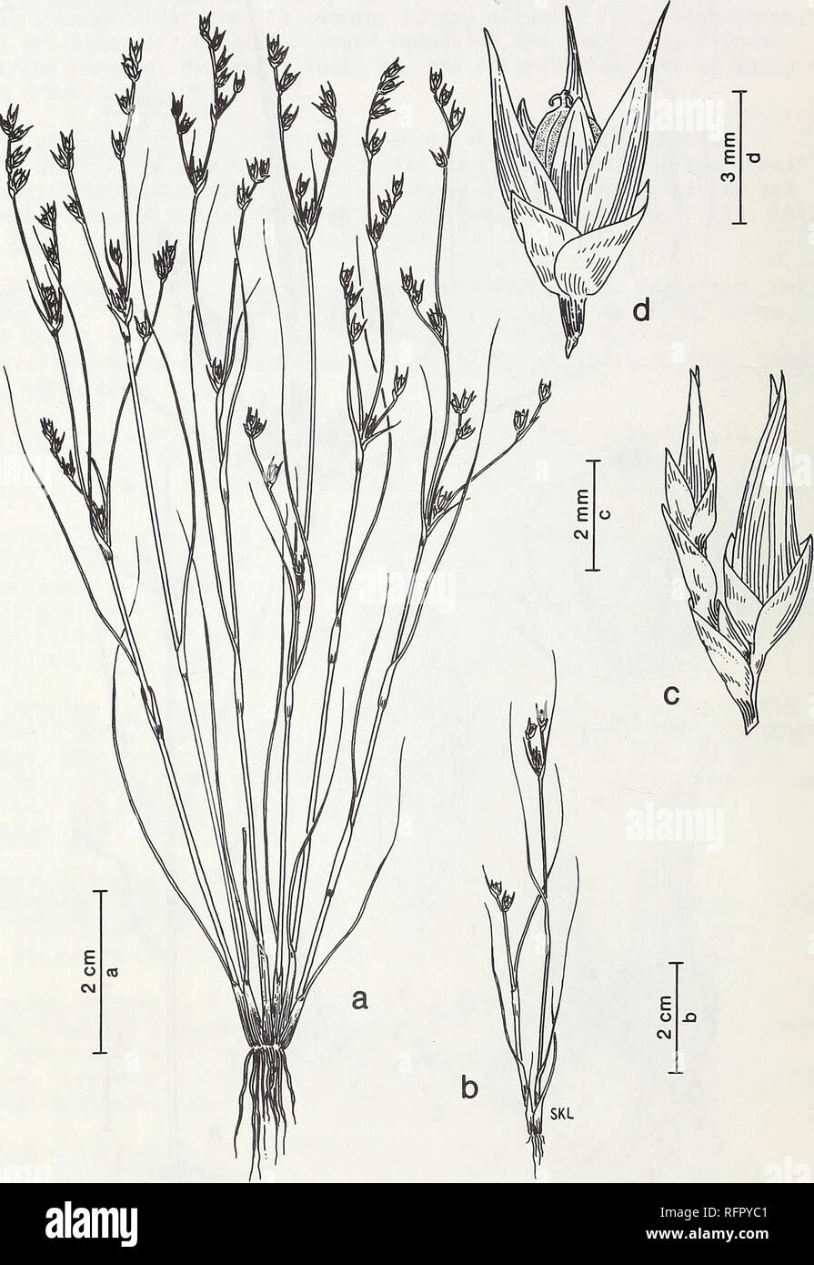 . Carpinteria Salt Marsh : environment, history, and botanical resources of a Southern California estuary. Salt marsh ecology; Salt marsh plants. FIG. 75. Juncus bufonius L. Common Toad Rush. a, b. Habit, c. Flowers, in bud. c. Flower with bracts, tepals, fruit (capsule).. Please note that these images are extracted from scanned page images that may have been digitally enhanced for readability - coloration and appearance of these illustrations may not perfectly resemble the original work.. Ferren, Wayne R; University of California, Santa Barbara. Herbarium. Santa Barbara, CA : Herbarium, Dept. Stock Photo