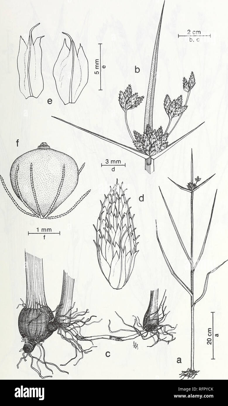 . Carpinteria Salt Marsh : environment, history, and botanical resources of a Southern California estuary. Salt marsh ecology; Salt marsh plants. FIG. 74. Scirpus maritimus L. Prairie Bulrush. a. Habit, b. Inflorescence, c. Tuberous rhizome and bases of shoots, d. Spikelet. e. Scales, f. Achene with bristles.. Please note that these images are extracted from scanned page images that may have been digitally enhanced for readability - coloration and appearance of these illustrations may not perfectly resemble the original work.. Ferren, Wayne R; University of California, Santa Barbara. Herbarium Stock Photo