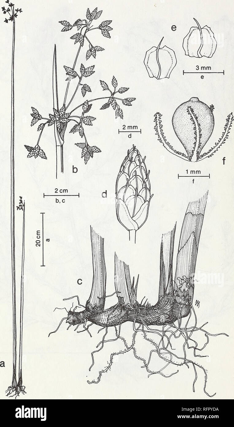 . Carpinteria Salt Marsh : environment, history, and botanical resources of a Southern California estuary. Salt marsh ecology; Salt marsh plants. FIG. 73. Scirpus califomicus (C. A. Mey.) Steudel. California Bulrush. a. Habit, b. Inflorescence with numerous spikelets. c. Rhizome and bases of shoots, d. Spikelet. e. Scales, f. Achene with bristles.. Please note that these images are extracted from scanned page images that may have been digitally enhanced for readability - coloration and appearance of these illustrations may not perfectly resemble the original work.. Ferren, Wayne R; University  Stock Photo