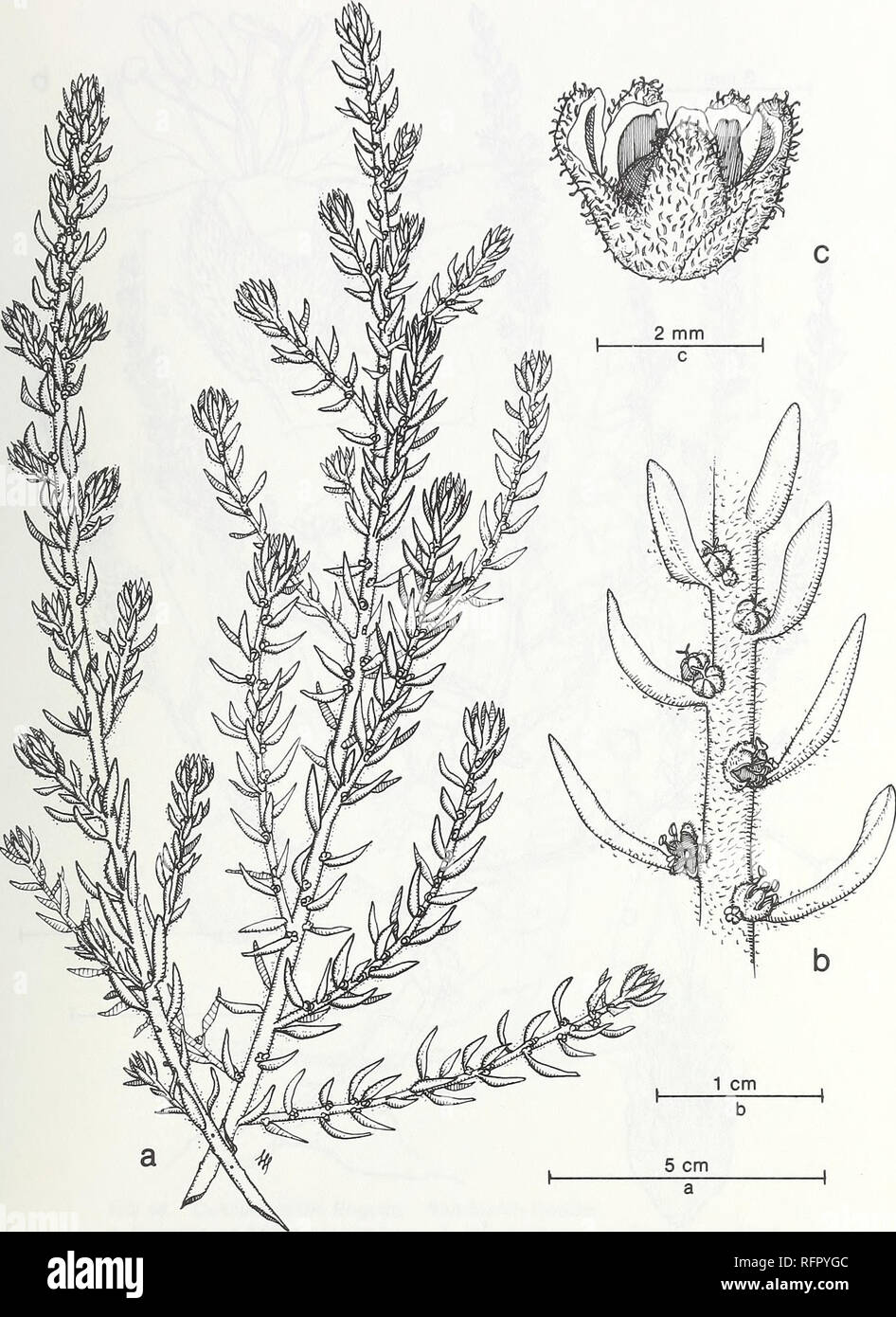 . Carpinteria Salt Marsh : environment, history, and botanical resources of a Southern California estuary. Salt marsh ecology; Salt marsh plants. FiG. 64. Suaeda californica Wats. var. pubescens Jeps. Wooly Sea-Blite. a. Branches, b. Segment of inflorescence, c. Calyx with ripening ovary.. Please note that these images are extracted from scanned page images that may have been digitally enhanced for readability - coloration and appearance of these illustrations may not perfectly resemble the original work.. Ferren, Wayne R; University of California, Santa Barbara. Herbarium. Santa Barbara, CA : Stock Photo