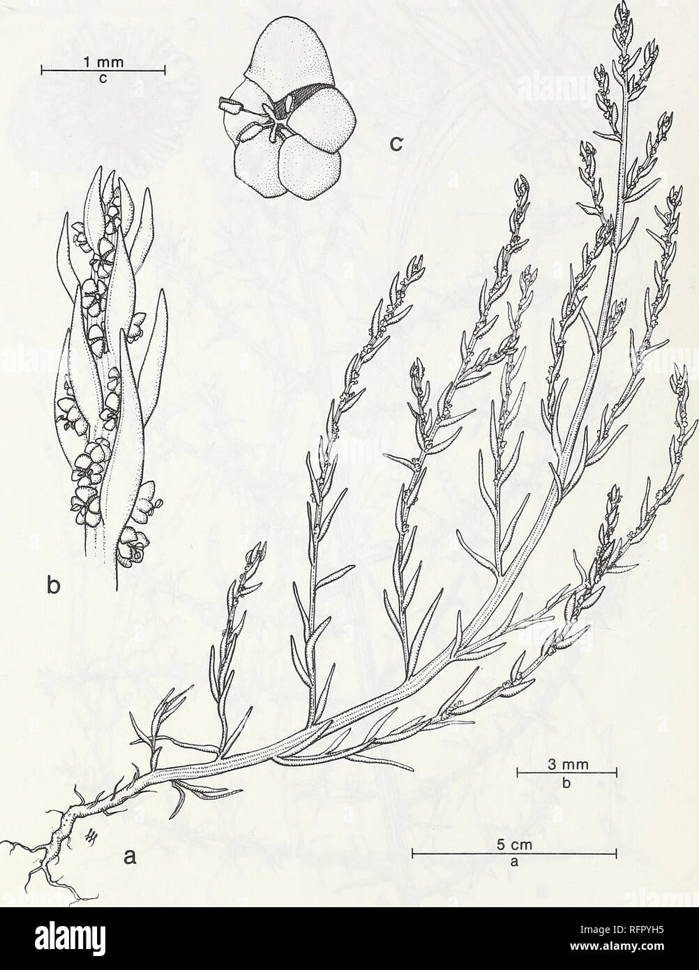 . Carpinteria Salt Marsh : environment, history, and botanical resources of a Southern California estuary. Salt marsh ecology; Salt marsh plants. FIG. 63. Suaeda calceoliformis (Hook.) Moq. Sea-Blite, Seep-Weed. a. Habit, b. Inflorescence, c. Flower.. Please note that these images are extracted from scanned page images that may have been digitally enhanced for readability - coloration and appearance of these illustrations may not perfectly resemble the original work.. Ferren, Wayne R; University of California, Santa Barbara. Herbarium. Santa Barbara, CA : Herbarium, Dept. of Biological Science Stock Photo