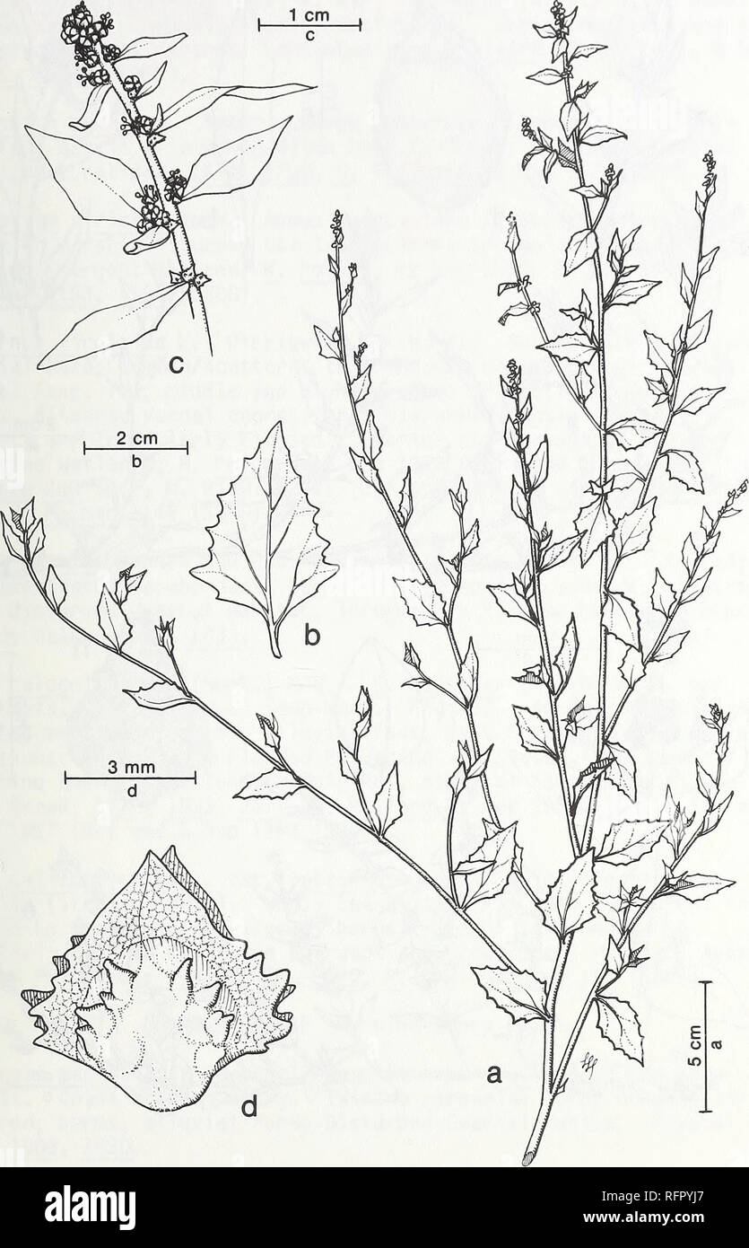 . Carpinteria Salt Marsh : environment, history, and botanical resources of a Southern California estuary. Salt marsh ecology; Salt marsh plants. FIG. 58. Atriplex rosea L. Redscale. a. Upper stem. b. Leaf. c. Branch of inflorescence, d. Bracts of pistillate flower.. Please note that these images are extracted from scanned page images that may have been digitally enhanced for readability - coloration and appearance of these illustrations may not perfectly resemble the original work.. Ferren, Wayne R; University of California, Santa Barbara. Herbarium. Santa Barbara, CA : Herbarium, Dept. of Bi Stock Photo
