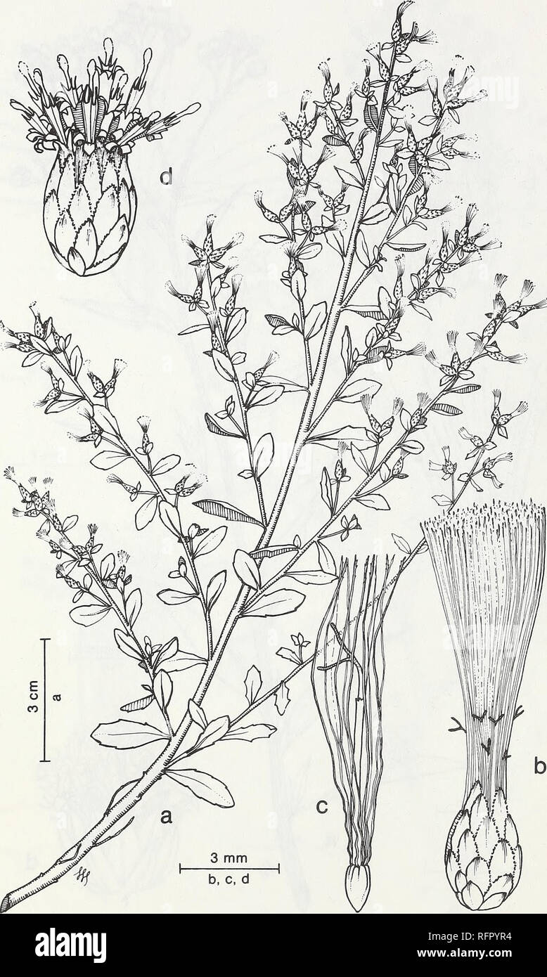 . Carpinteria Salt Marsh : environment, history, and botanical resources of a Southern California estuary. Salt marsh ecology; Salt marsh plants. FIG. 43. Baccharis pilularis DC. ssp. consanguinea (DC.) C. B. Wolf. Coyote Brush, a. Branch, arrangement of capitula, female plant, b. Capitulum of pistillate flowers, c. Pistillate flower with bristles and developing achene. d. Capitulum of staminate flowers.. Please note that these images are extracted from scanned page images that may have been digitally enhanced for readability - coloration and appearance of these illustrations may not perfectly Stock Photo