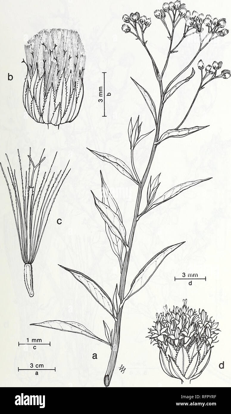 wallpapers Drawing Salt Marsh Plants https www alamy com carpinteria salt marsh environment history and botanical resources of a southern california estuary salt marsh ecology salt marsh plants fig 42 baccharis douglasii dc salt marsh baccharis a upper stem arrangement of capitula female plant b capitulum of pistillate flowers c pistillate flower with bristles and developing achene d capitulum of staminate flowers please note that these images are extracted from scanned page images that may have been digitally enhanced for readability coloration and appearance of these illustrations may not perfectly resemble the original w image233459395 html