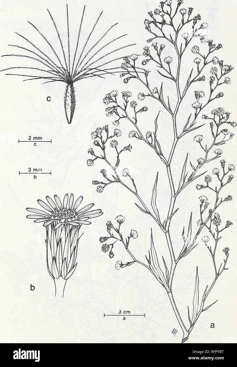 . Carpinteria Salt Marsh : environment, history, and botanical resources of a Southern California estuary. Salt marsh ecology; Salt marsh plants. FIG. 41. Aster subulatus Michx. var. ligulatus Shinners. Slim Aster. a. Upper stem, arrangement of capitula. b. Capitulum. c. Achene with bristles.. Please note that these images are extracted from scanned page images that may have been digitally enhanced for readability - coloration and appearance of these illustrations may not perfectly resemble the original work.. Ferren, Wayne R; University of California, Santa Barbara. Herbarium. Santa Barbara,  Stock Photo