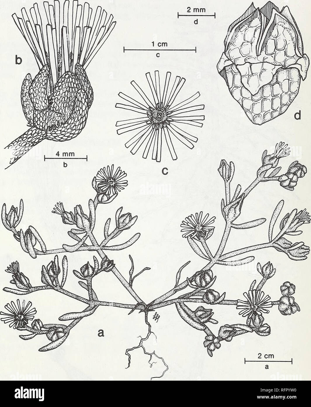 . Carpinteria Salt Marsh : environment, history, and botanical resources of a Southern California estuary. Salt marsh ecology; Salt marsh plants. FIG. 37. Mesembryanthemum nodiflorum L Iceplant. a. Habit, b, c. Flower, d. Fruit (capsule).. Please note that these images are extracted from scanned page images that may have been digitally enhanced for readability - coloration and appearance of these illustrations may not perfectly resemble the original work.. Ferren, Wayne R; University of California, Santa Barbara. Herbarium. Santa Barbara, CA : Herbarium, Dept. of Biological Sciences, Universit Stock Photo