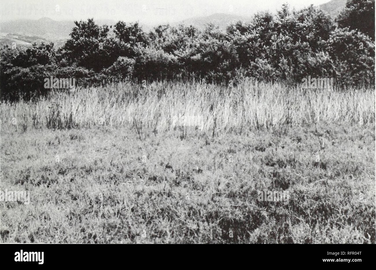 . Carpinteria Salt Marsh : environment, history, and botanical resources of a Southern California estuary. Salt marsh ecology; Salt marsh plants. Fig. 29 TRANSITIONAL PALUSTRINE EMERGENT WETLAND: View from diked area of marsh southward toward Sandyland Cove. Wetland is dominated by Lolium multiflorum (fore- ground) and Arthrocnemum subterminale (left center), and is transitional to Cismontane Introduced Grasses (right center).. #â¢'*./*&quot; â ' sH Fig. 30. PALUSTRINE FORESTED WETLAND: View from estuary northward toward the Santa Ynez Mountains. Forested wetland (background) is dominated by S Stock Photo