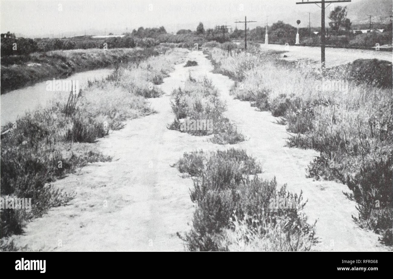 . Carpinteria Salt Marsh : environment, history, and botanical resources of a Southern California estuary. Salt marsh ecology; Salt marsh plants. Fig. 27. PALUSTRINE EMERGENT WETLAND (saline affinity): View westward along berm south of Southern Pacific Railroad. Partially vegetated saline vernal flat on berm is seasonally saturated and dominated by many species, including Atriplex patula, Bassia hyssopifolia, Hordeum geniculatum, Mesembryanthemum nodiflorum, Parapholis incurva, and Suaeda calceoliformis. ***â &amp;: i-SFt. Please note that these images are extracted from scanned page images th Stock Photo