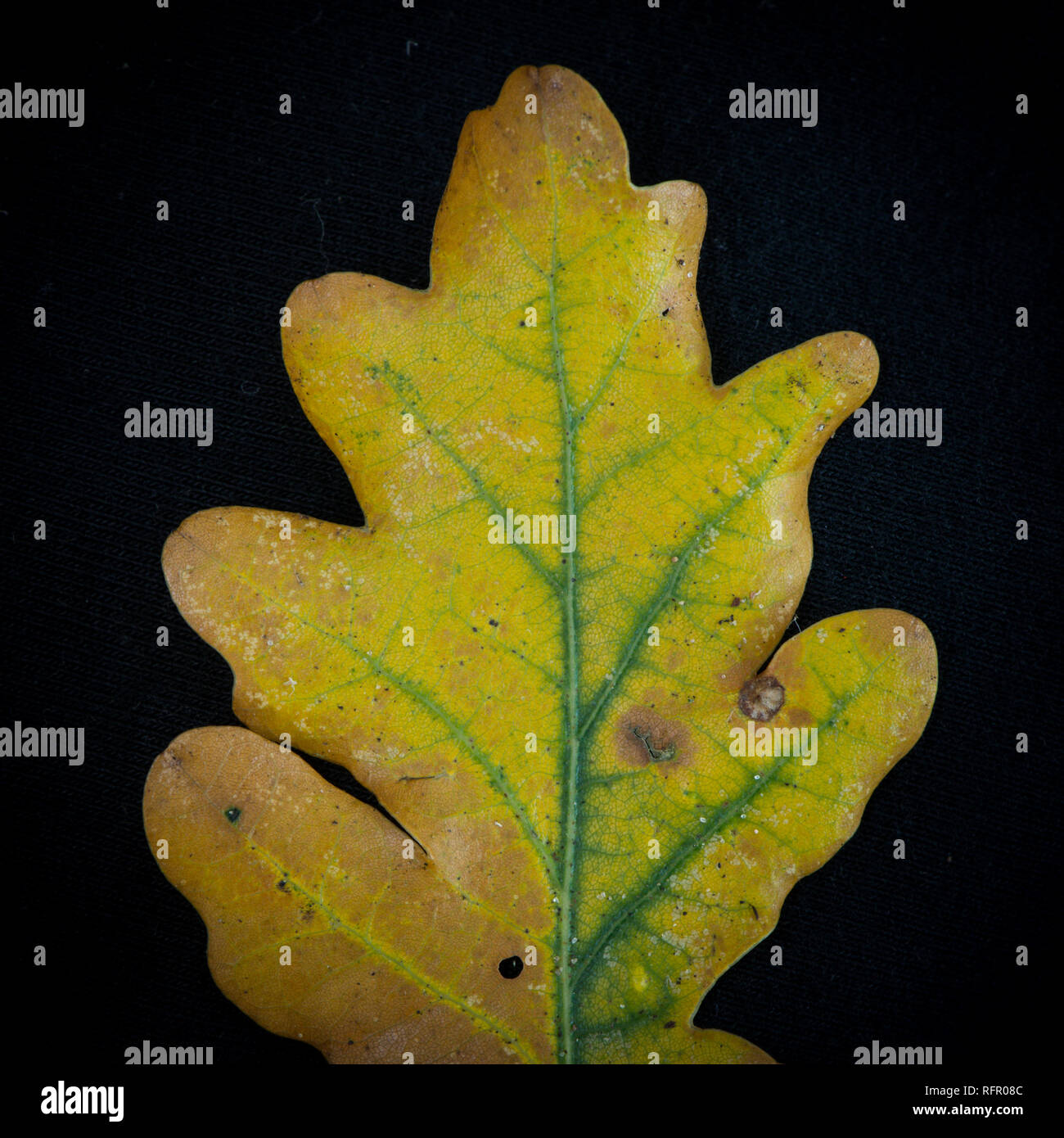 Close up of oak leaf hi-res stock photography and images - Alamy